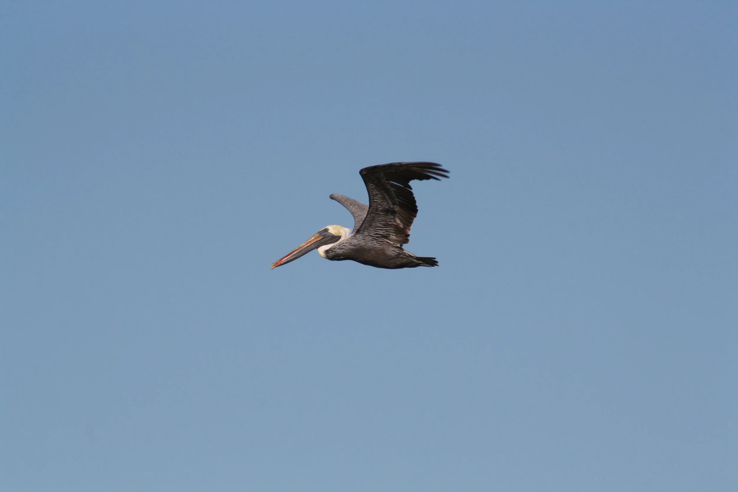 Brown Pelican, Tybee Island, GA, 2025.