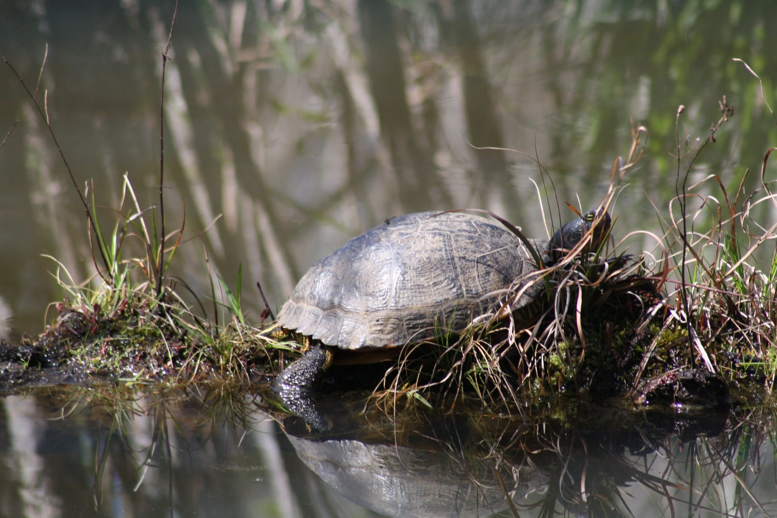 Turtle, Cochran Shoals, GA, 2025.