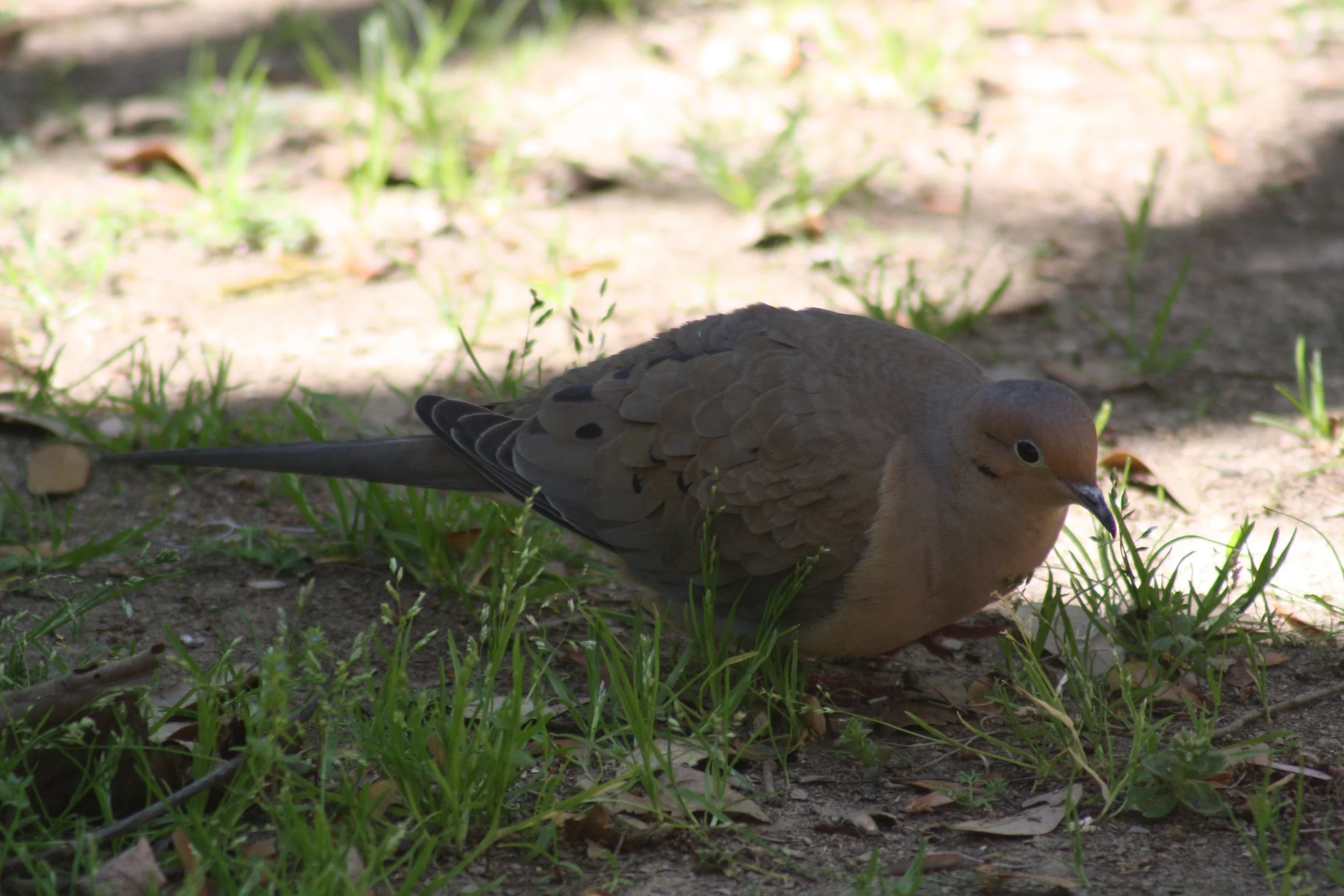 Mourning Dove, Augusta, GA, 2026.