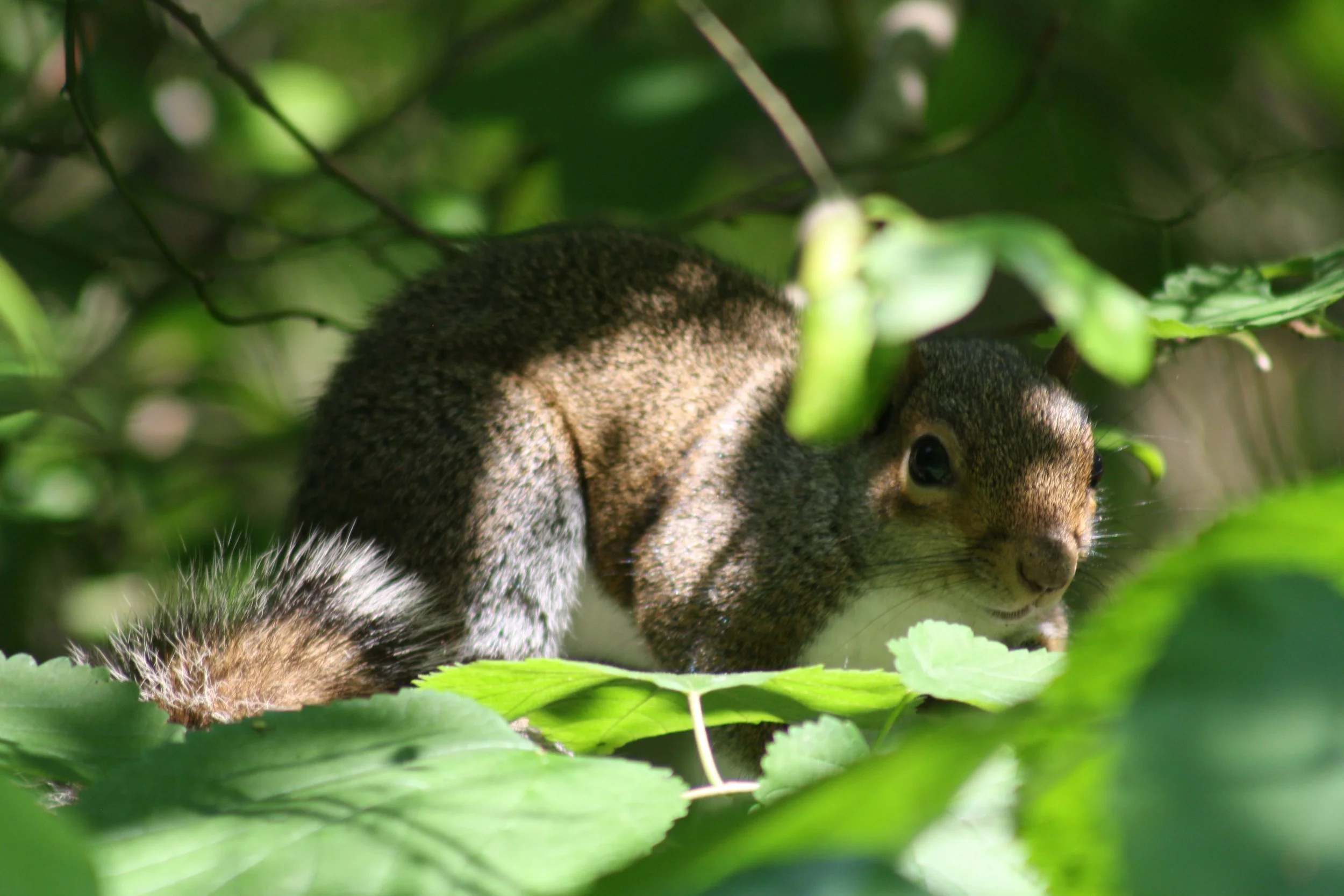 Cochran Shoals, GA, 2025.