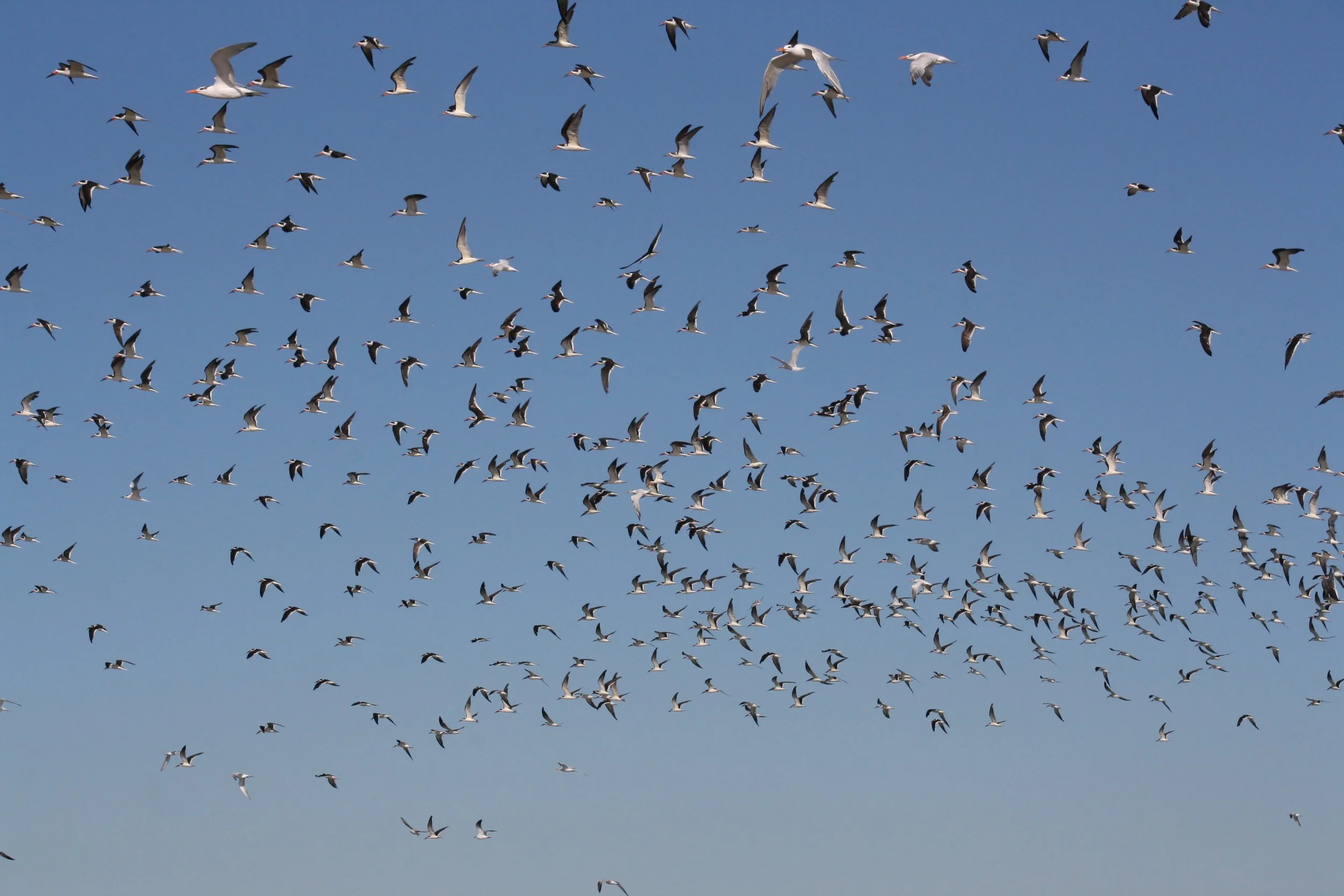 Black Skimmer, Tybee Island, GA, 2025.
