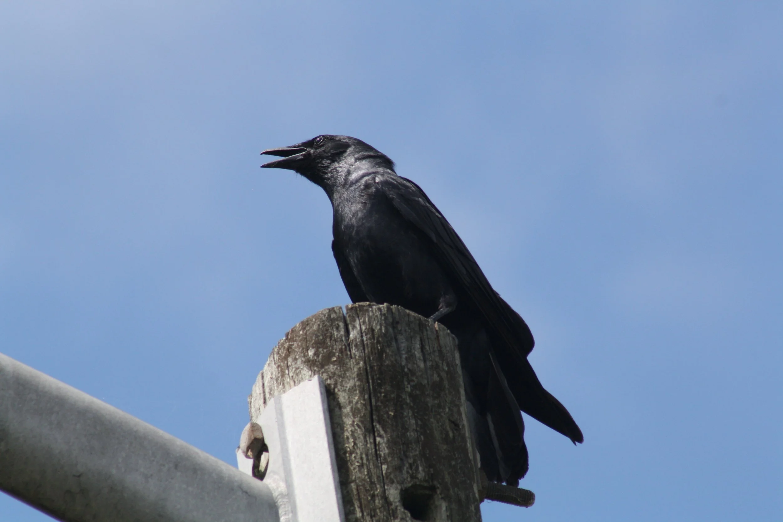 Fish Crow, Savannah, GA, 2026.