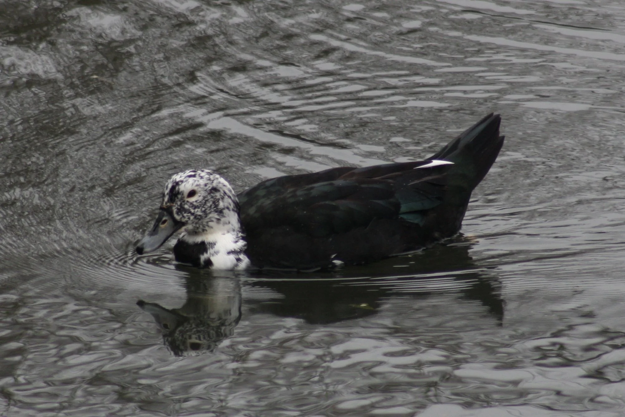Muscovy Duck Hybrid, Savannah, GA, 2026.