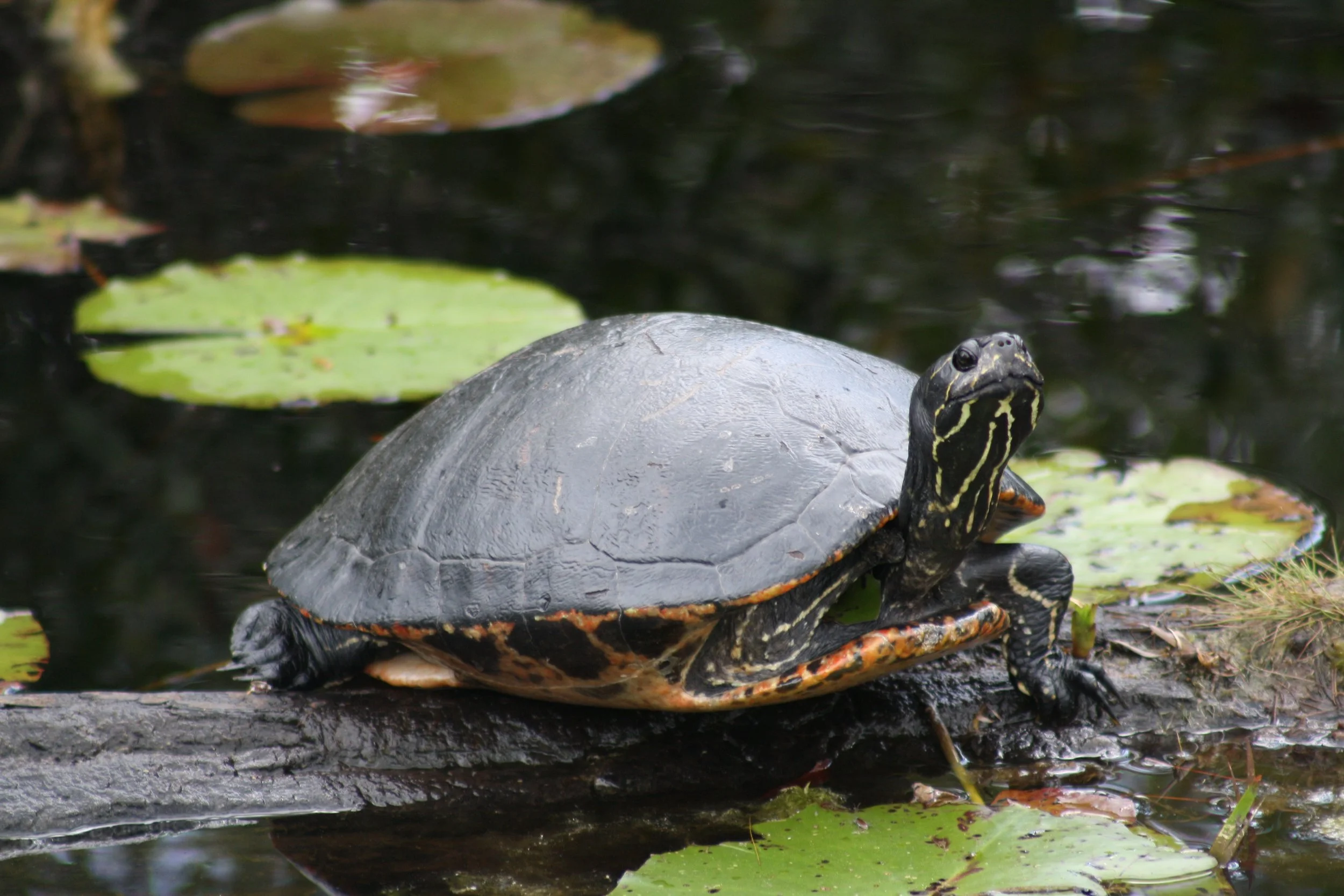 Painted Turtle, Okefenokee Swamp, GA, 2025.