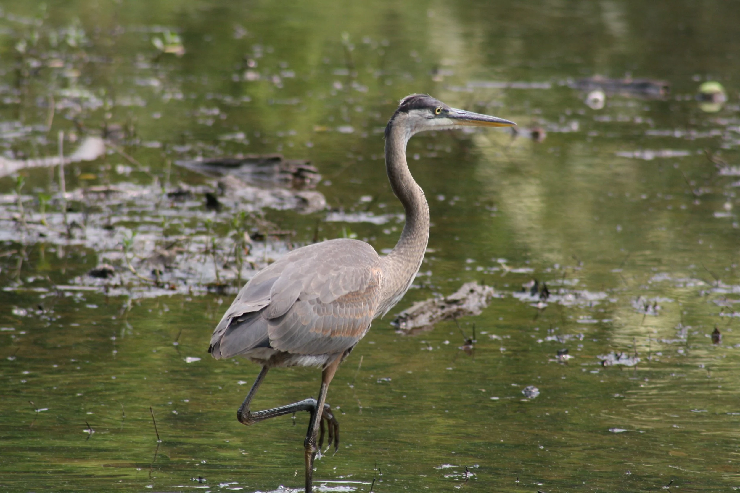 Great Blue Heron, Atlanta, GA, 2025.
