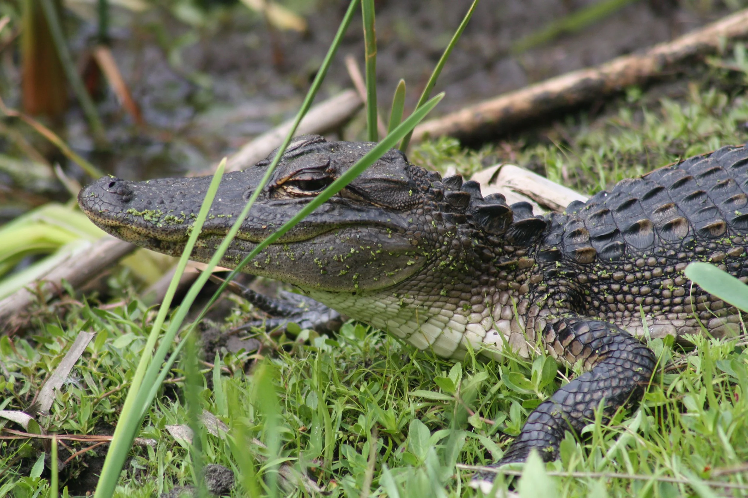 Alligator, Hilton Head Island, SC, 2026.