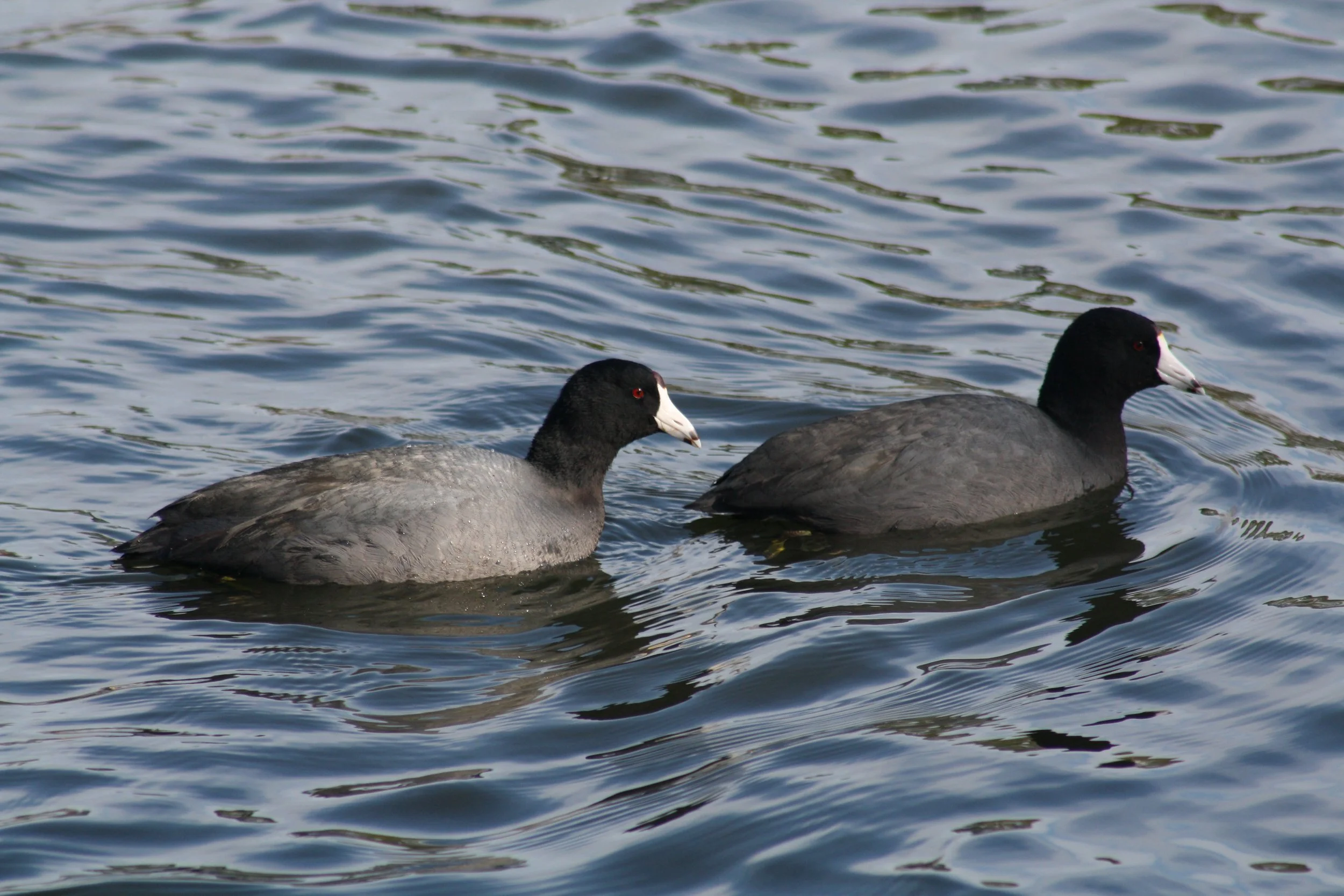 American Coot, Savannah, GA, 2026.