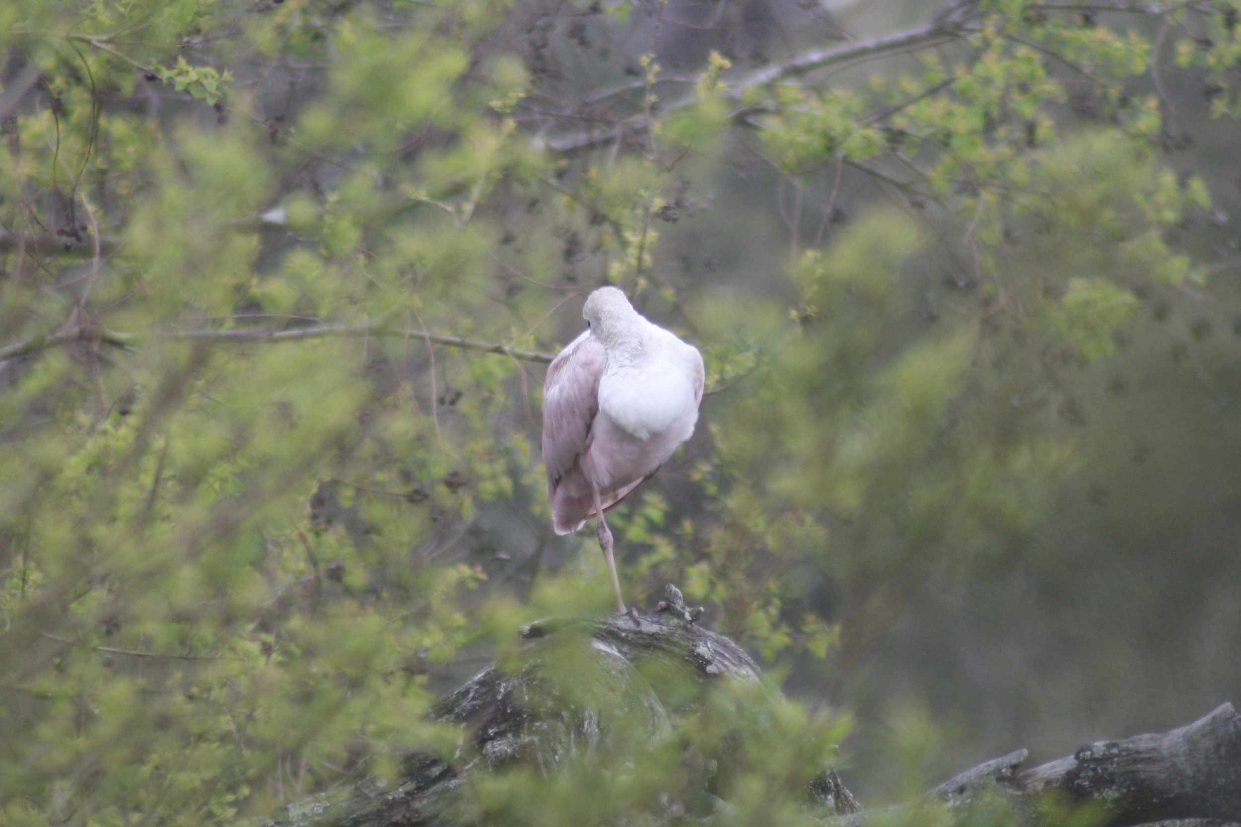Roseate Spoonbill, Skidaway Island, GA, 2026.