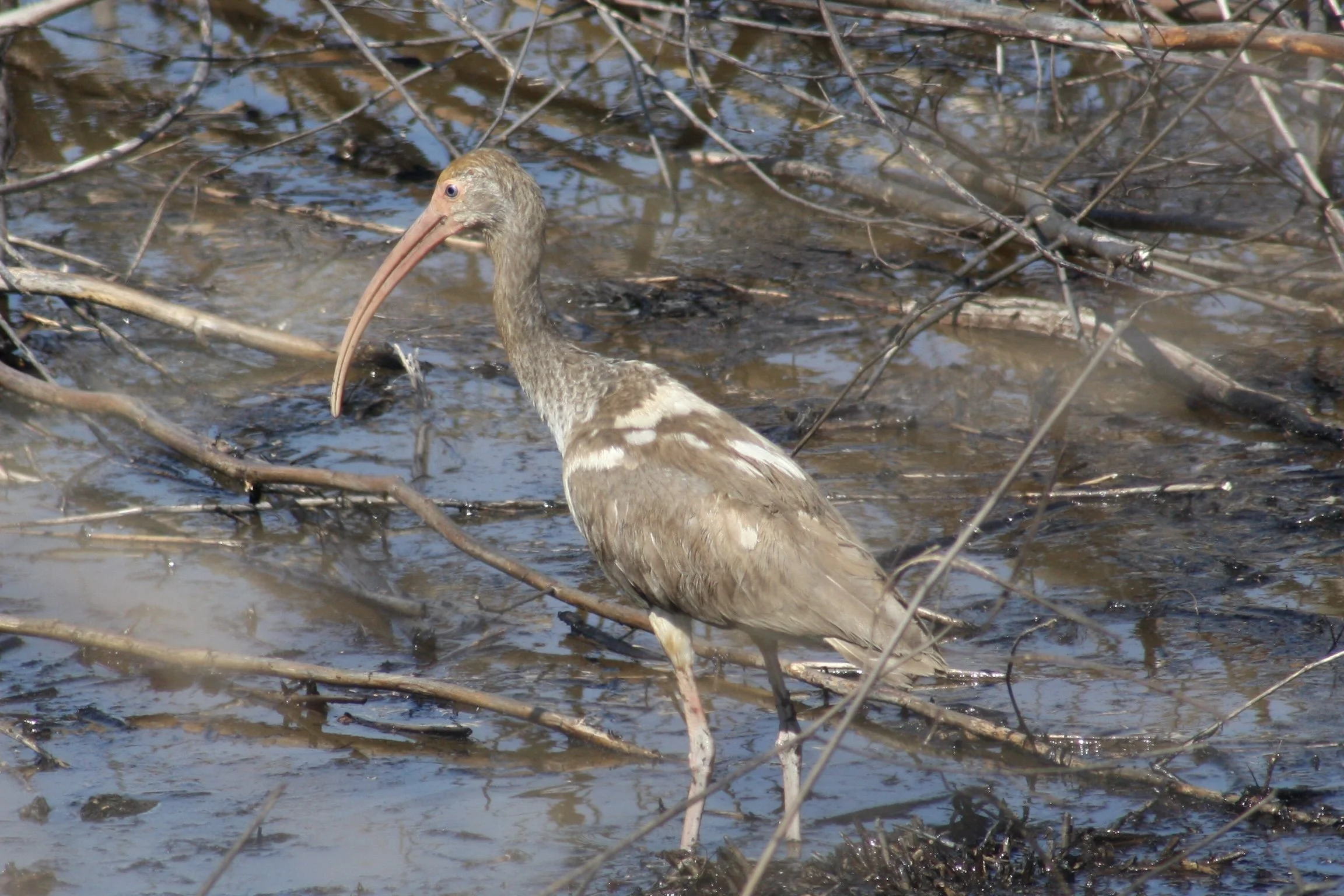 White Ibis, Savannah, GA, 2026.