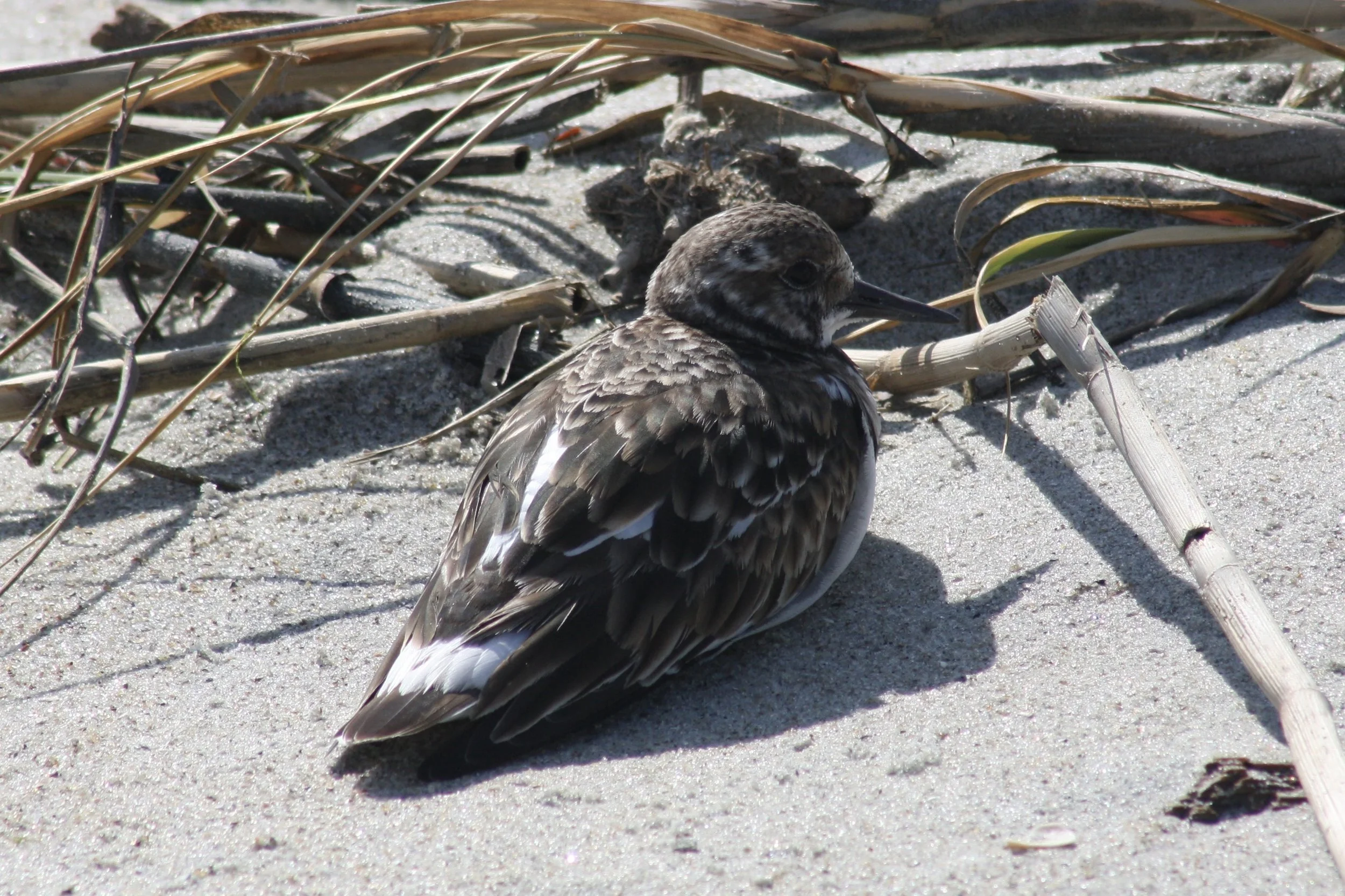 Ruddy Turnstone, Tybee Island, GA, 2026.