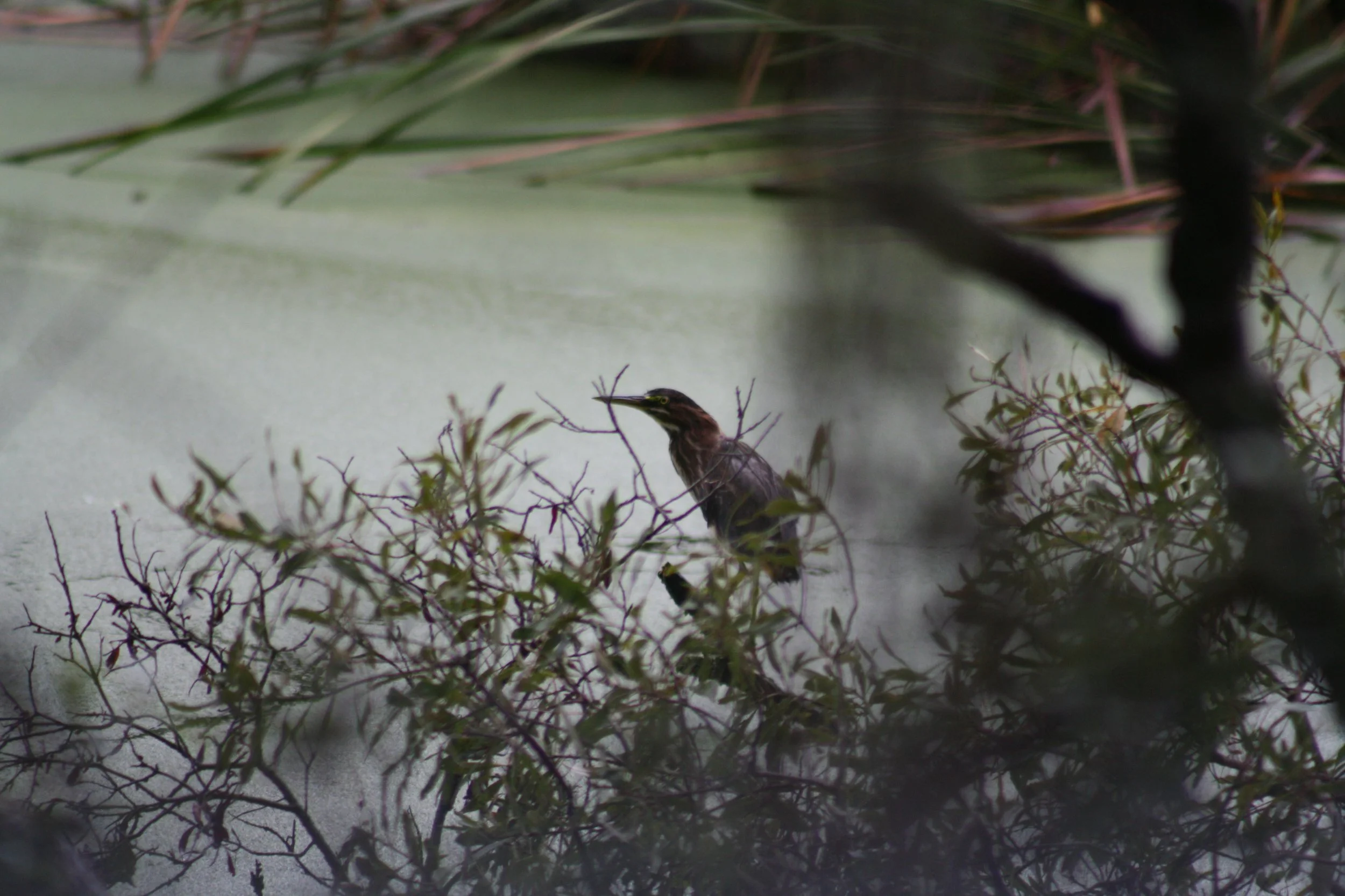 Green Heron, Skidaway Island, GA, 2025.