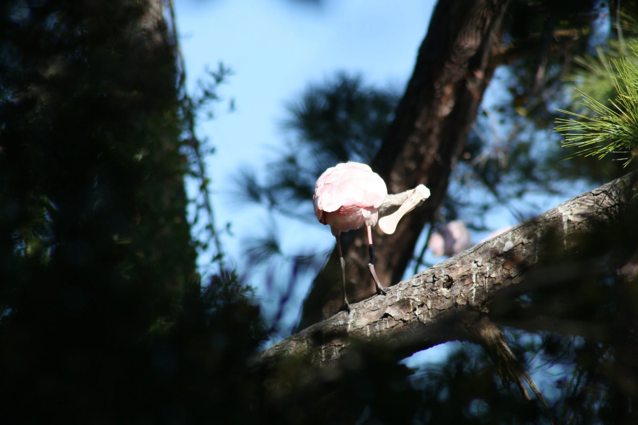 Roseate Spoonbill, Jekyll Island, GA, 2025.