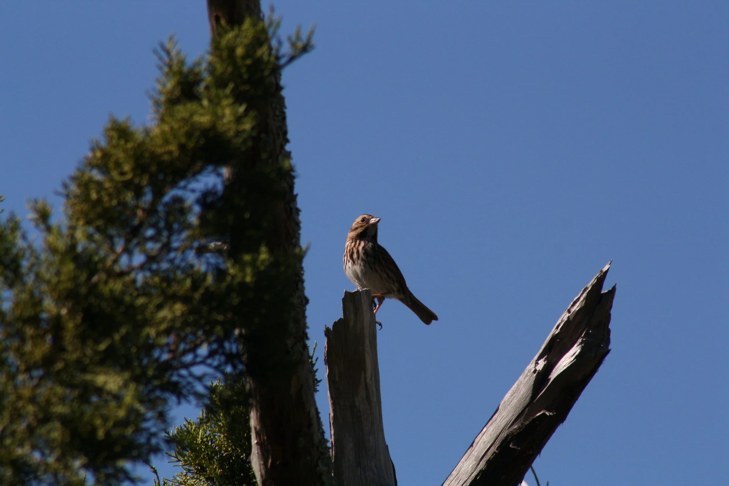 Song Sparrow, Jekyll Island, GA, 2025.