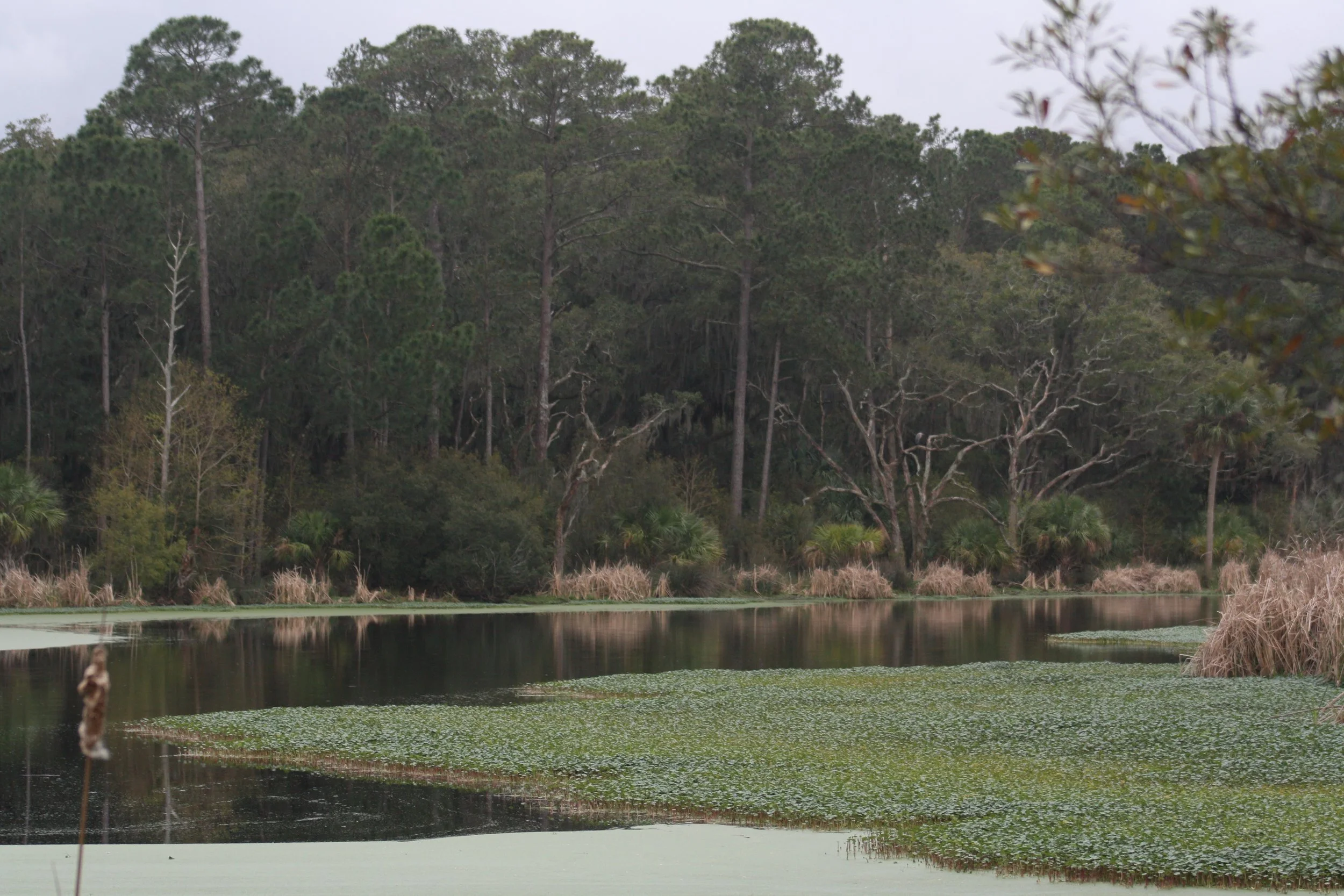 Skidaway Island, GA, 2026.