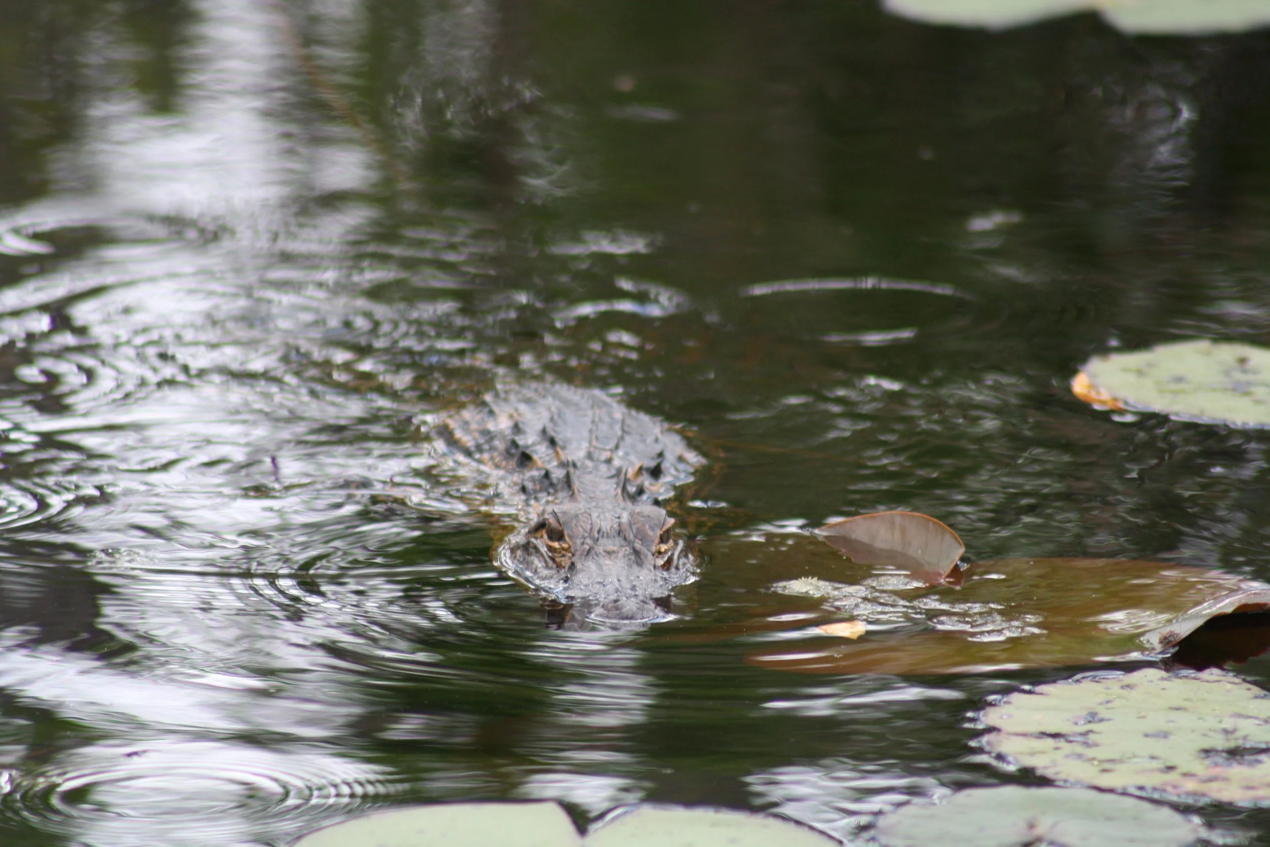 Alligator, Okefenokee Swamp, GA, 2025.