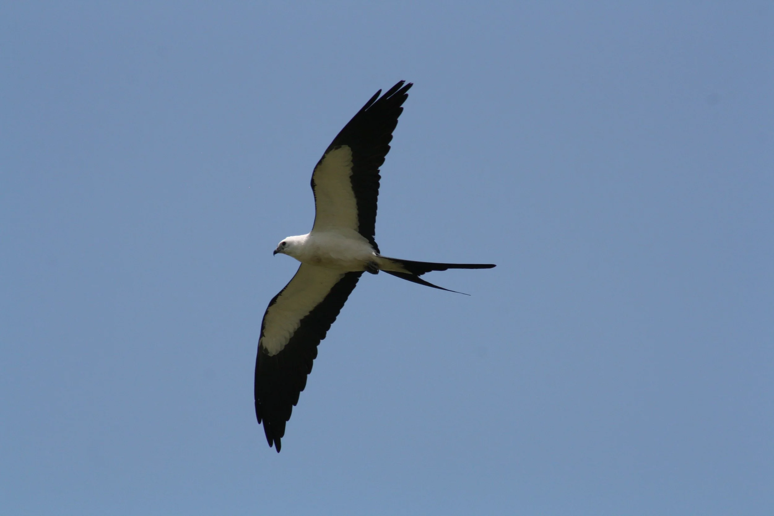 Swallow Tailed Kite, Savannah, GA, 2026.
