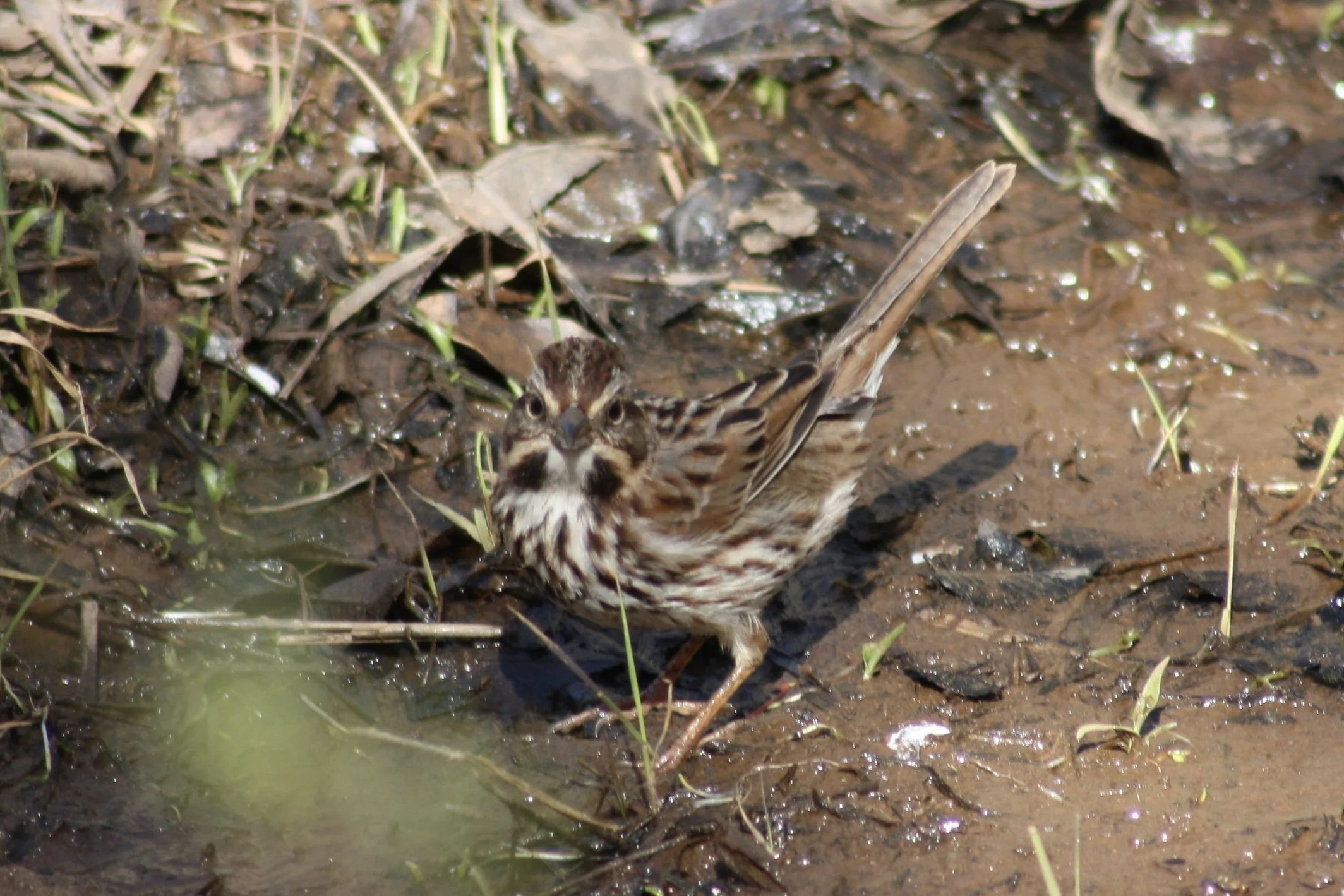 Song Sparrow, Cochran Shoals, GA, 2025.