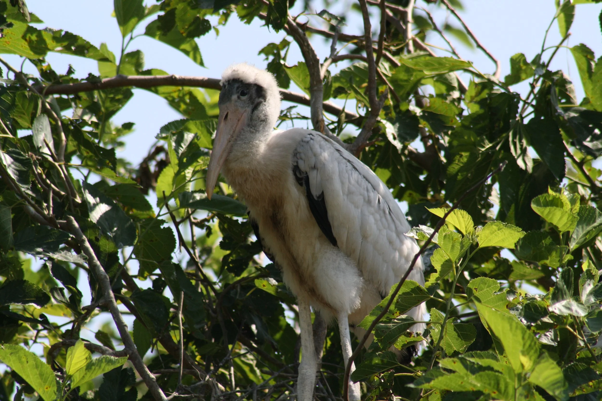 IMG_8496.JPG