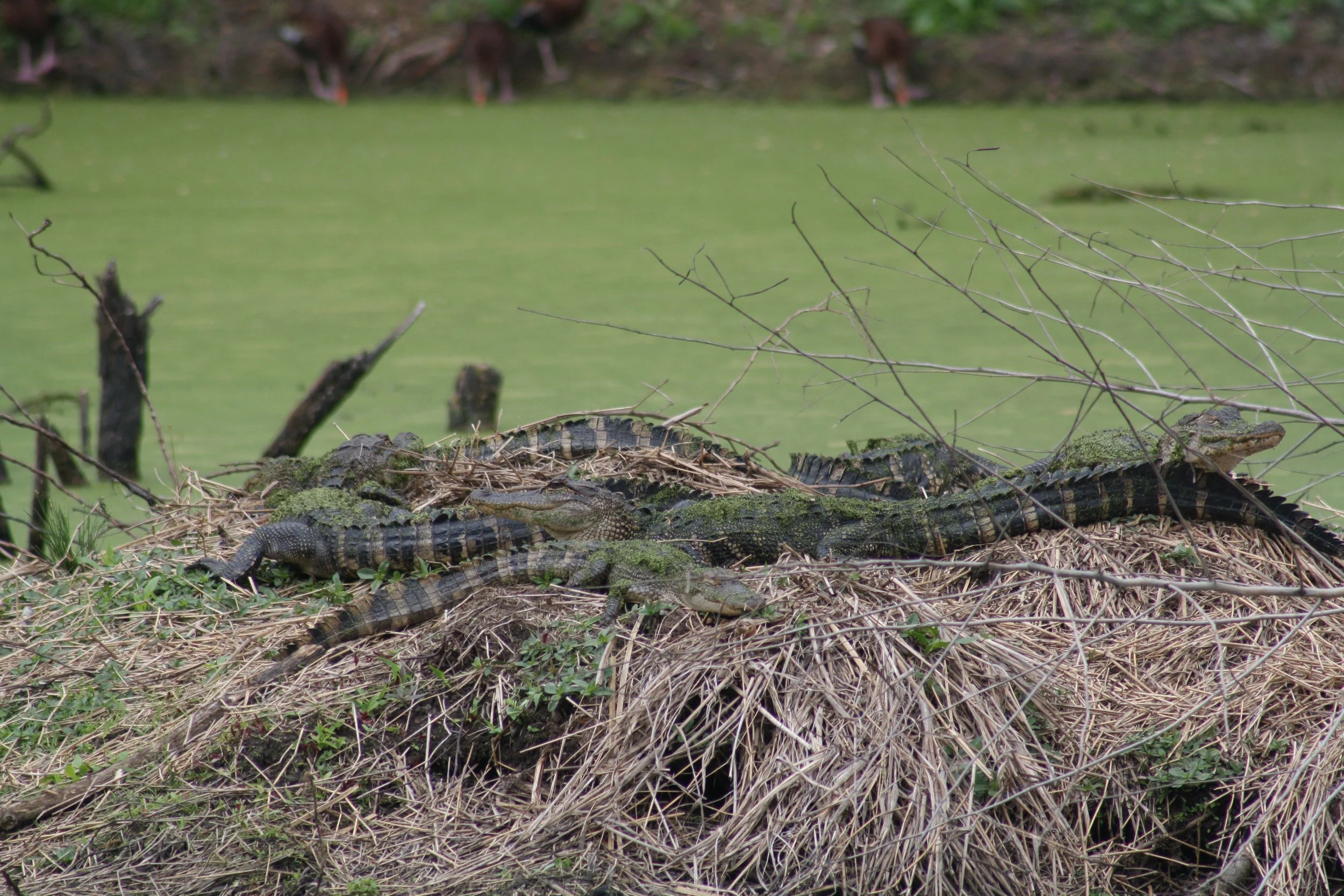 Alligator, Hilton Head Island, SC, 2026.