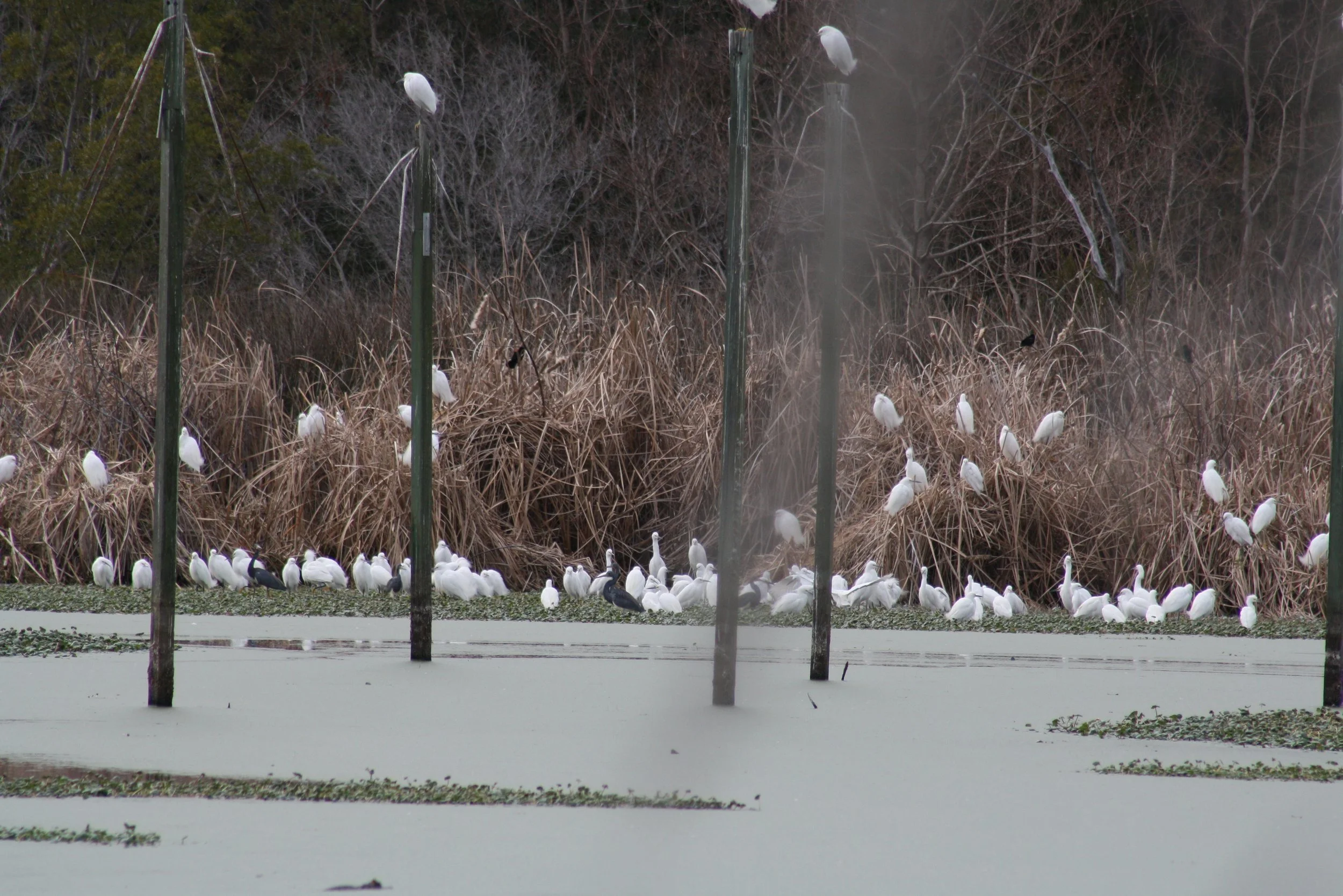 Snowy Egret, Skidaway Island, GA, 2026.