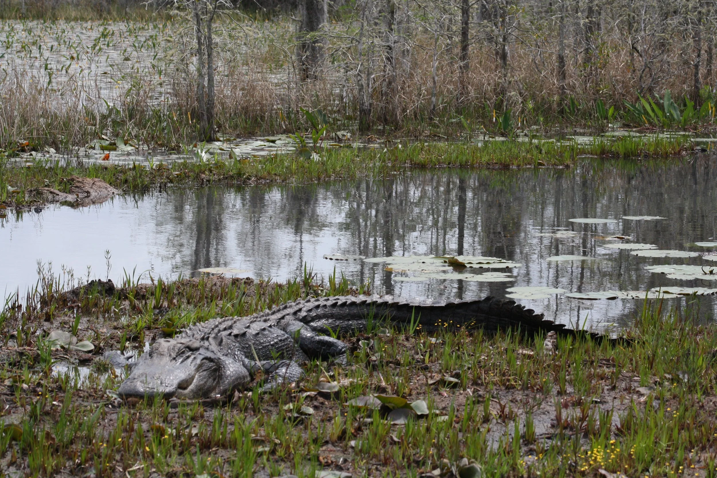 Alligator, Okefenokee Swamp, GA, 2025.