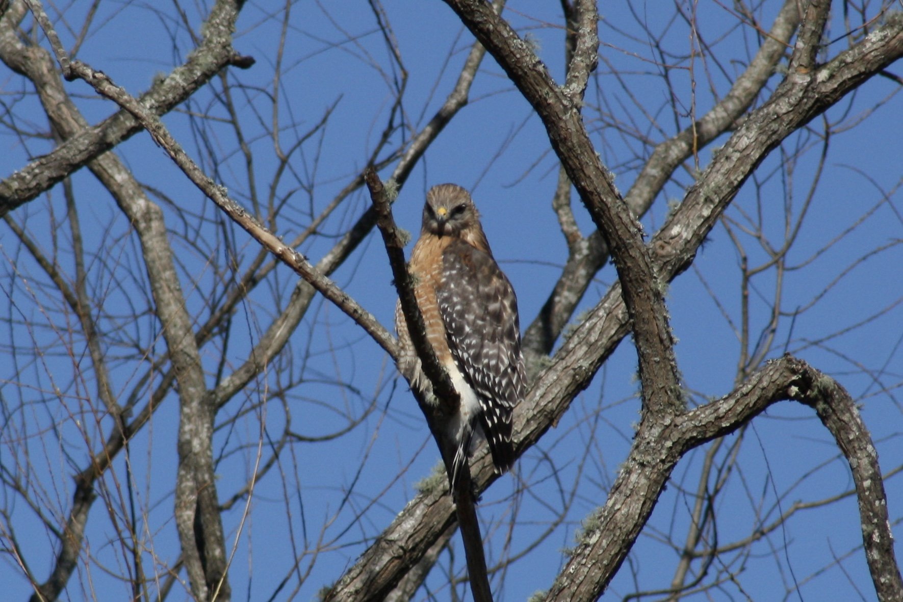 Red Shouldered Hawk, Cochran Shoals, 2025.