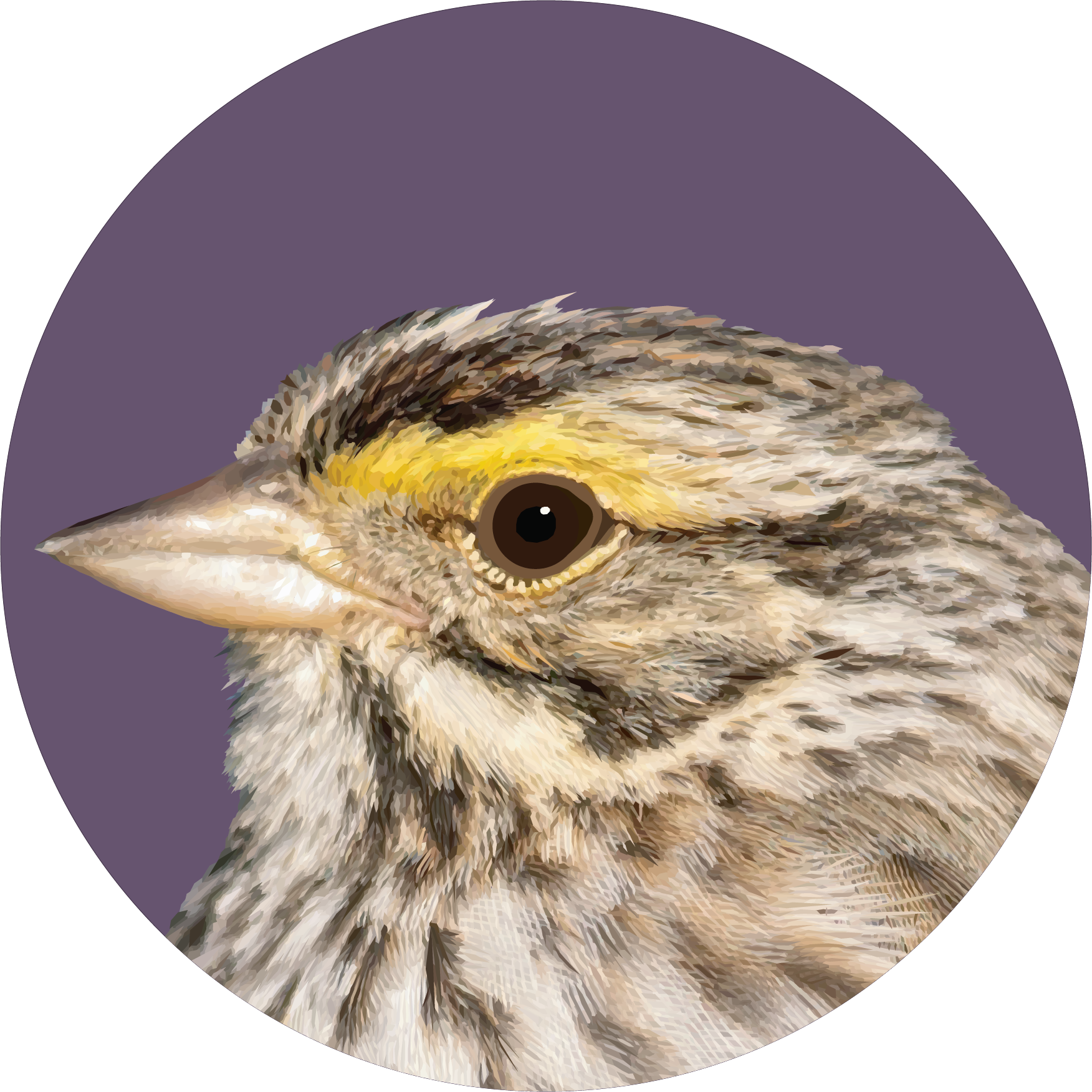 Savannah Sparrow Art.png