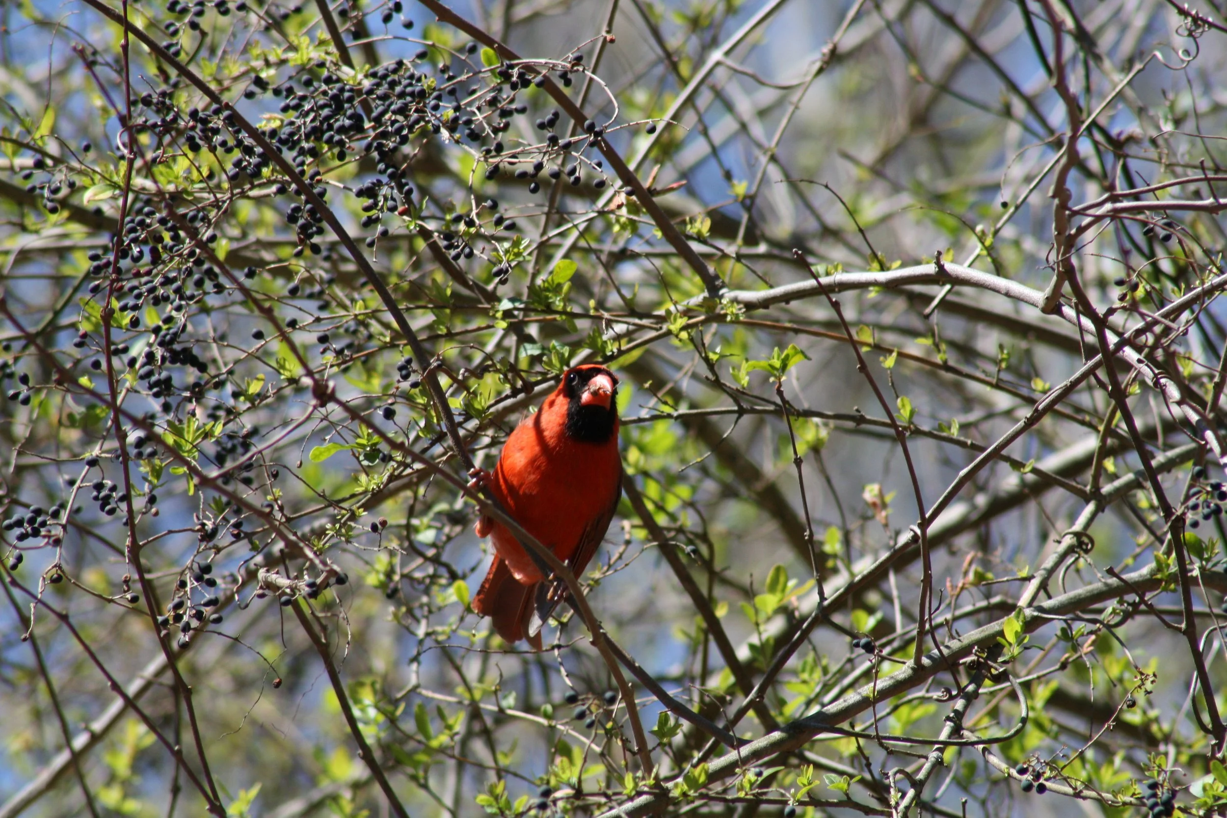Northern Cardinal, Atlanta, GA, 2025.
