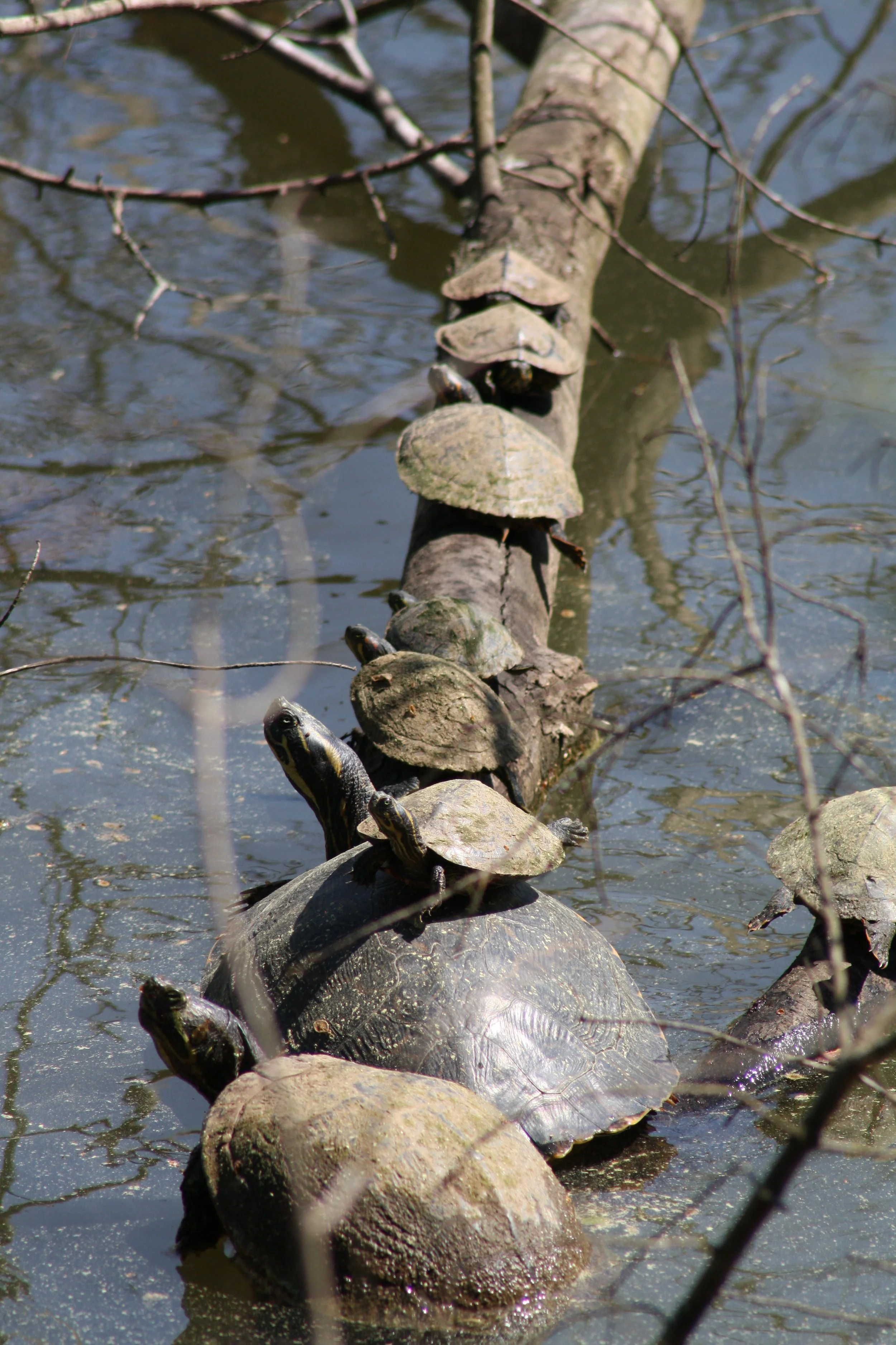 Turtle, Atlanta, GA, 2025.