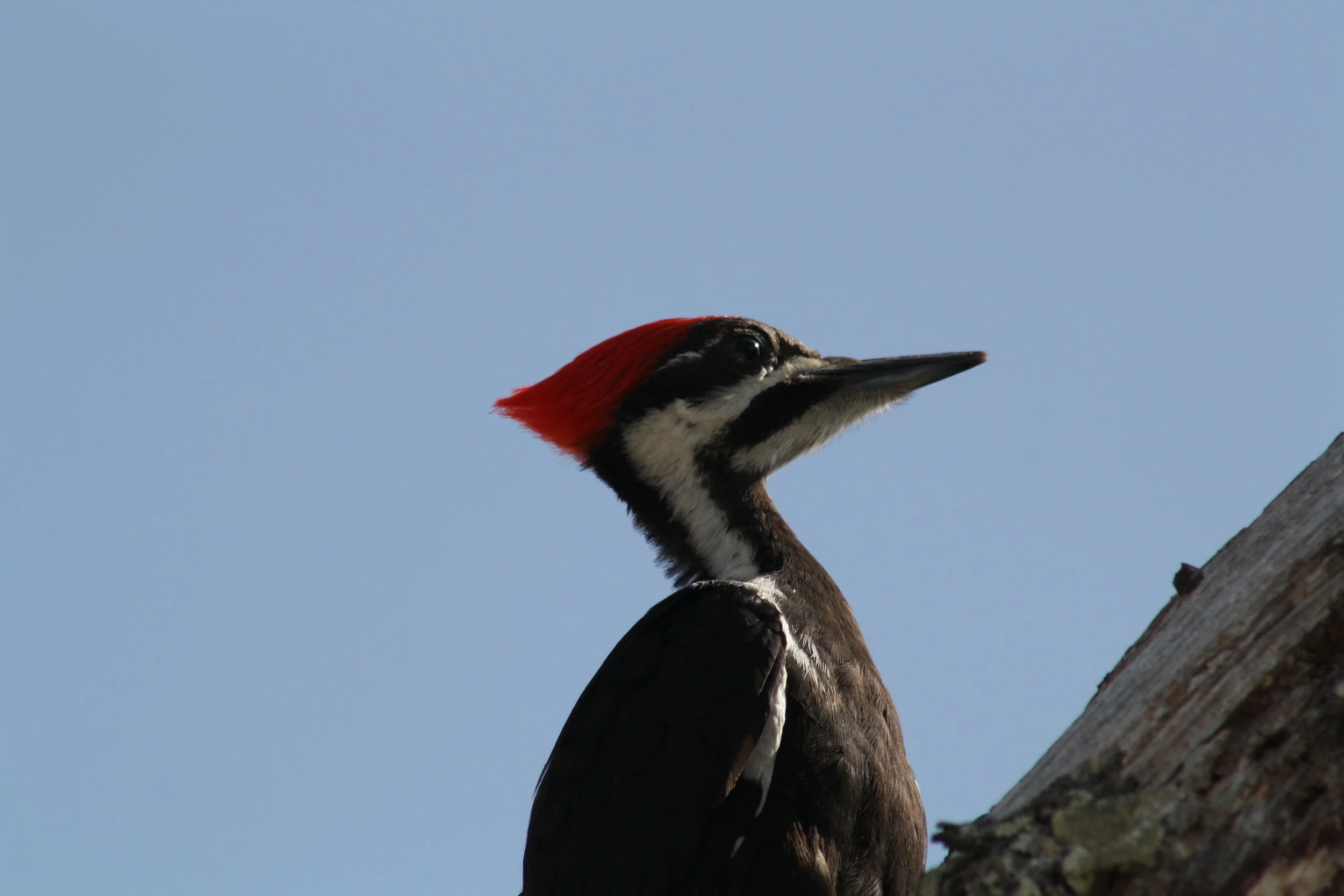 Pileated Woodpecker, Jekyll Island, GA, 2025.