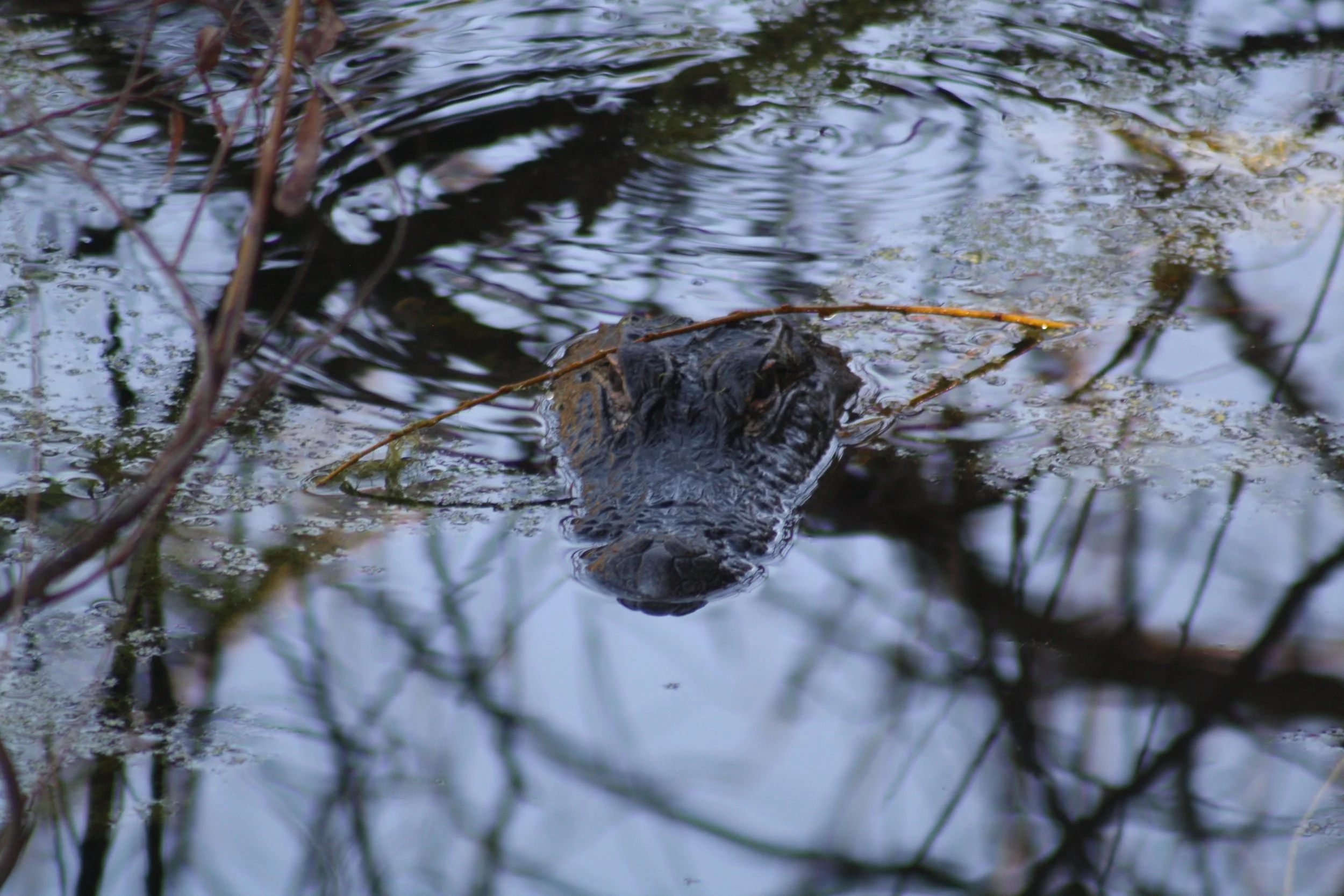 Alligator, Jekyll Island, GA, 2026.