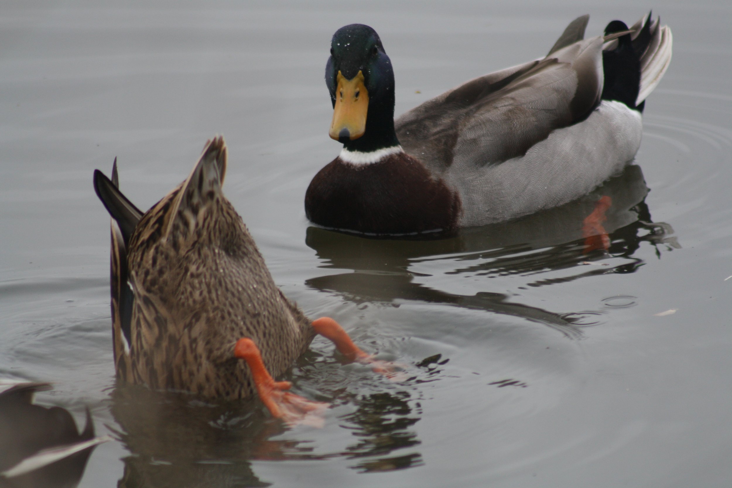 Mallard, Savannah, GA, 2026.