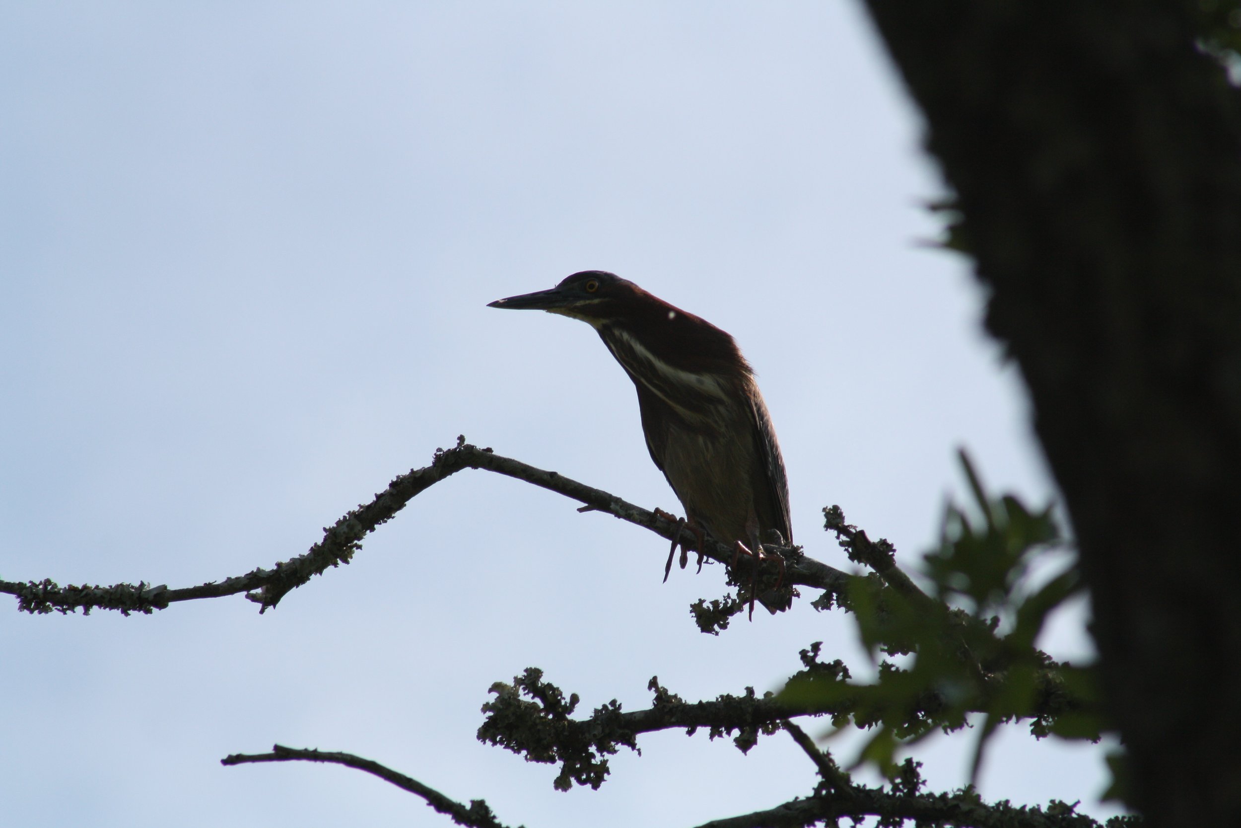 Green Heron, Skidaway Island, GA, 2025.