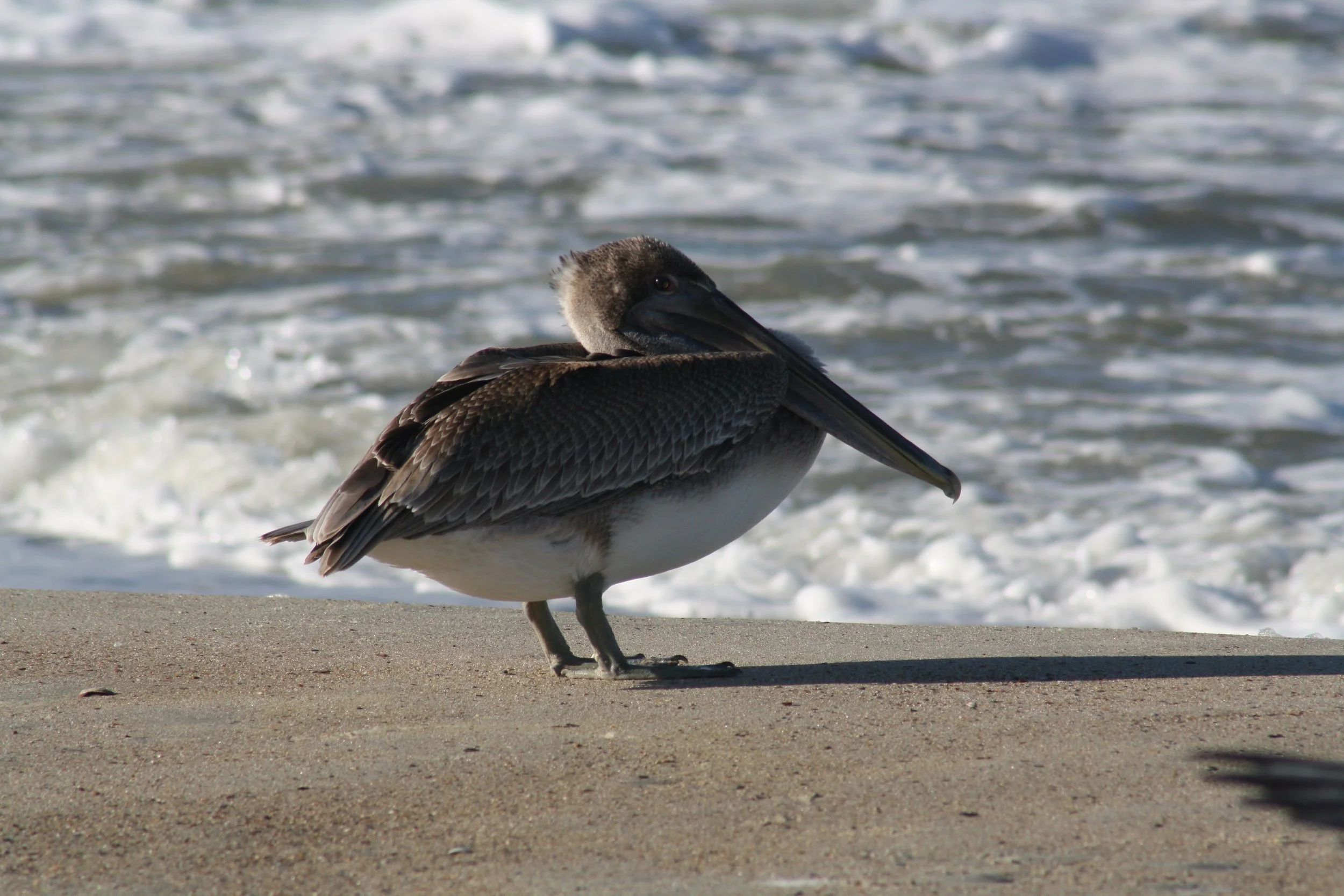 Brown Pelican, Tybee Island, GA, 2025.