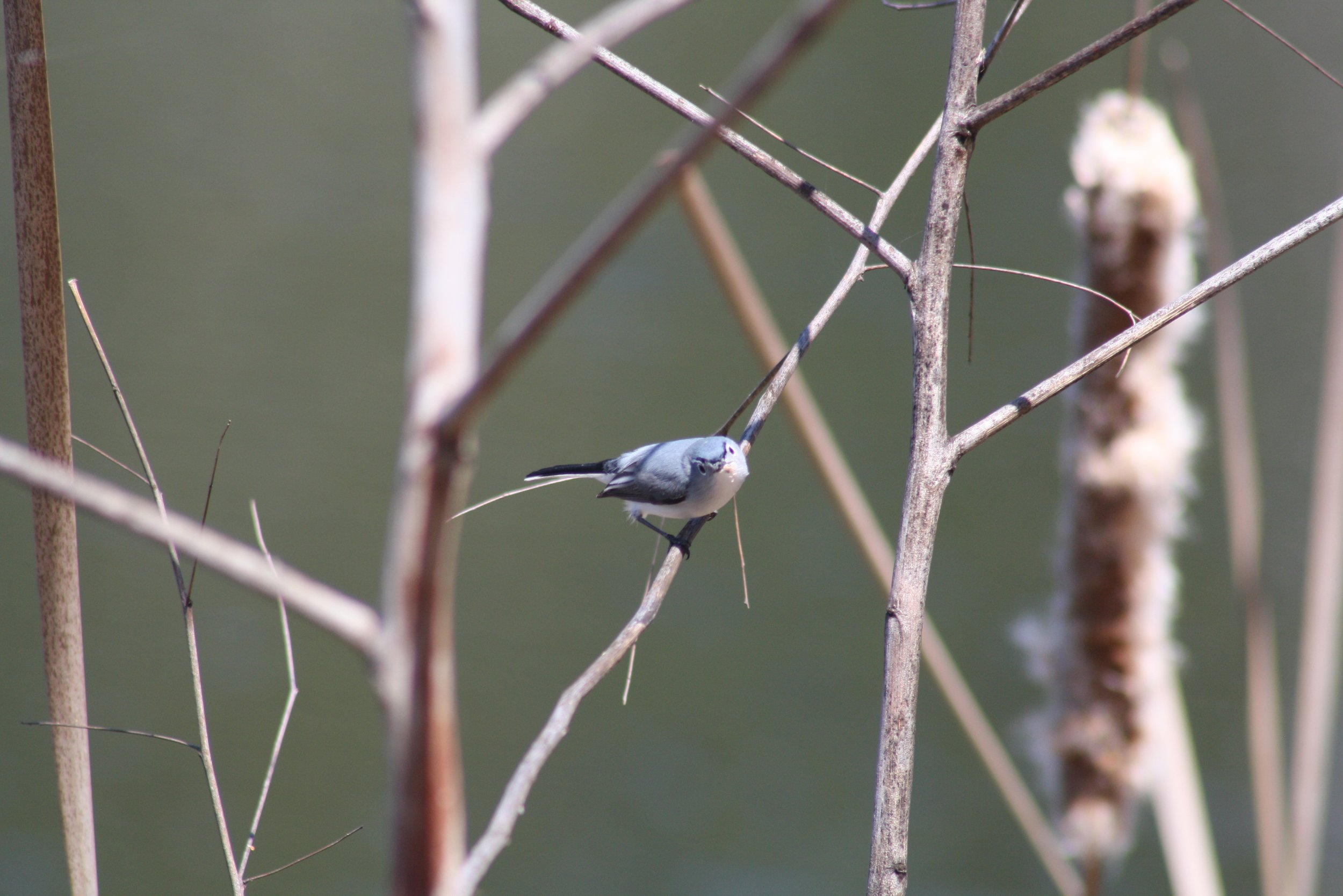 Blue Gray Gnatcatcher, Hilton Head Island, SC, 2026.