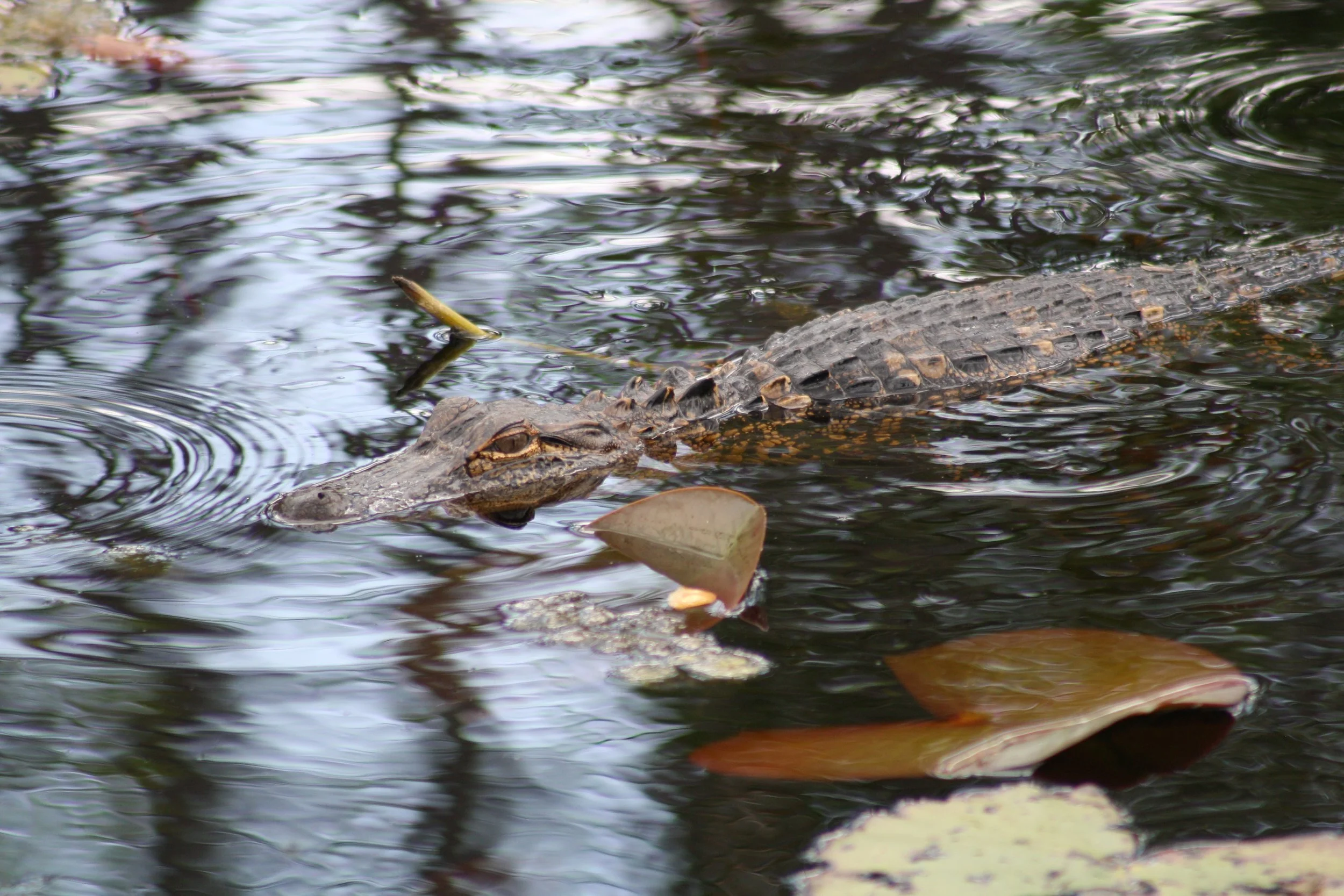 Alligator, Okefenokee Swamp, GA, 2025.
