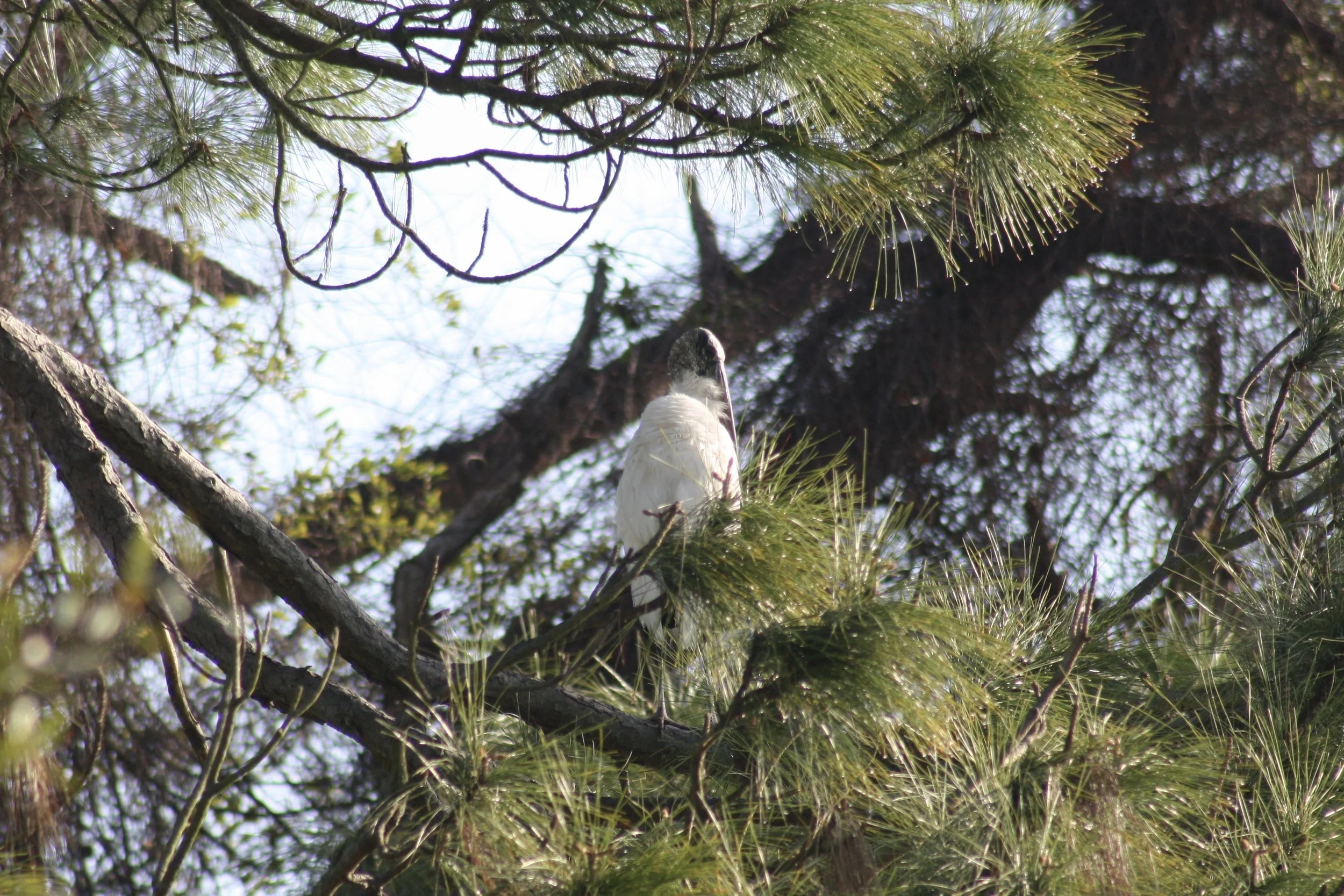 Wood Stork, Jekyll Island, GA, 2026.