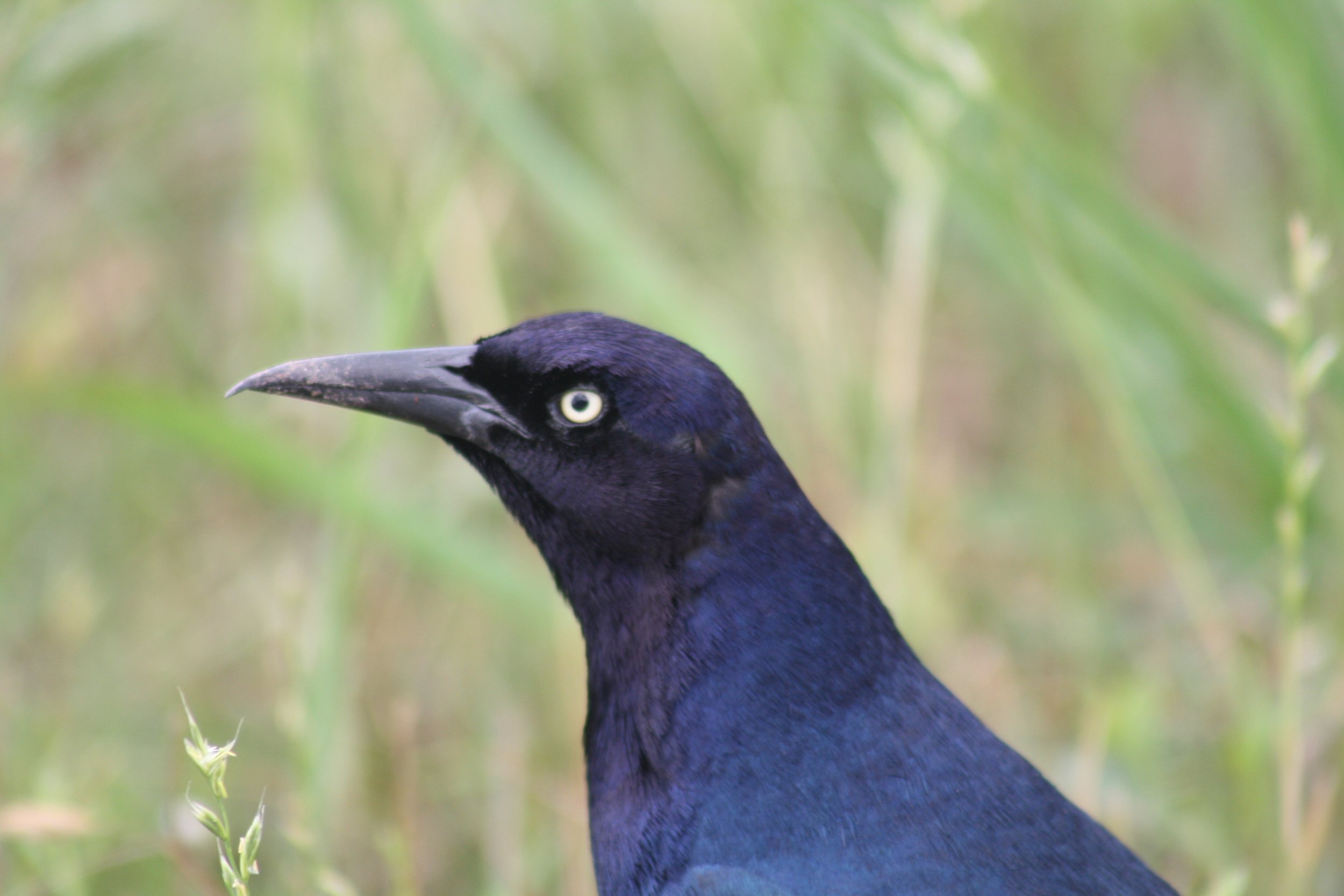 Boat Tailed Grackle, Savannah, GA, 2026.