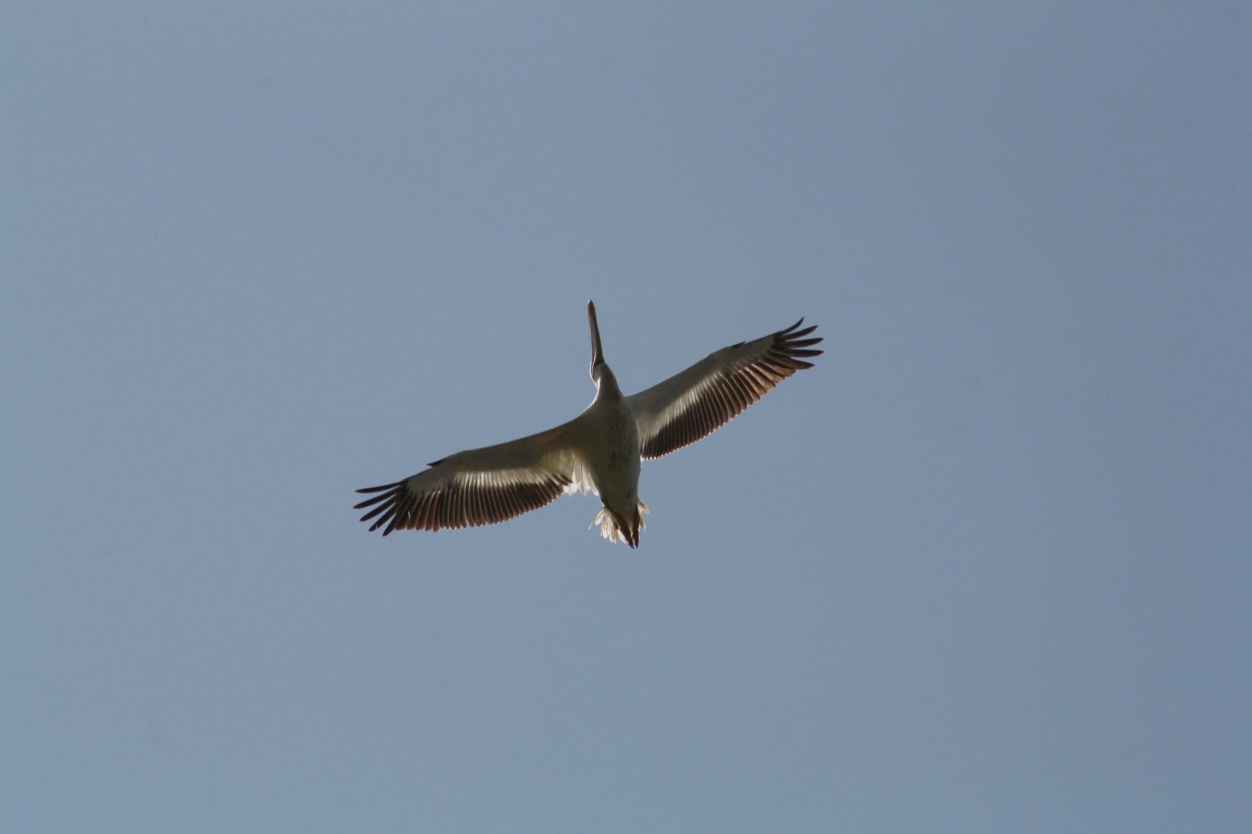White Pelican, Andrew's Island Causeway, GA, 2025.