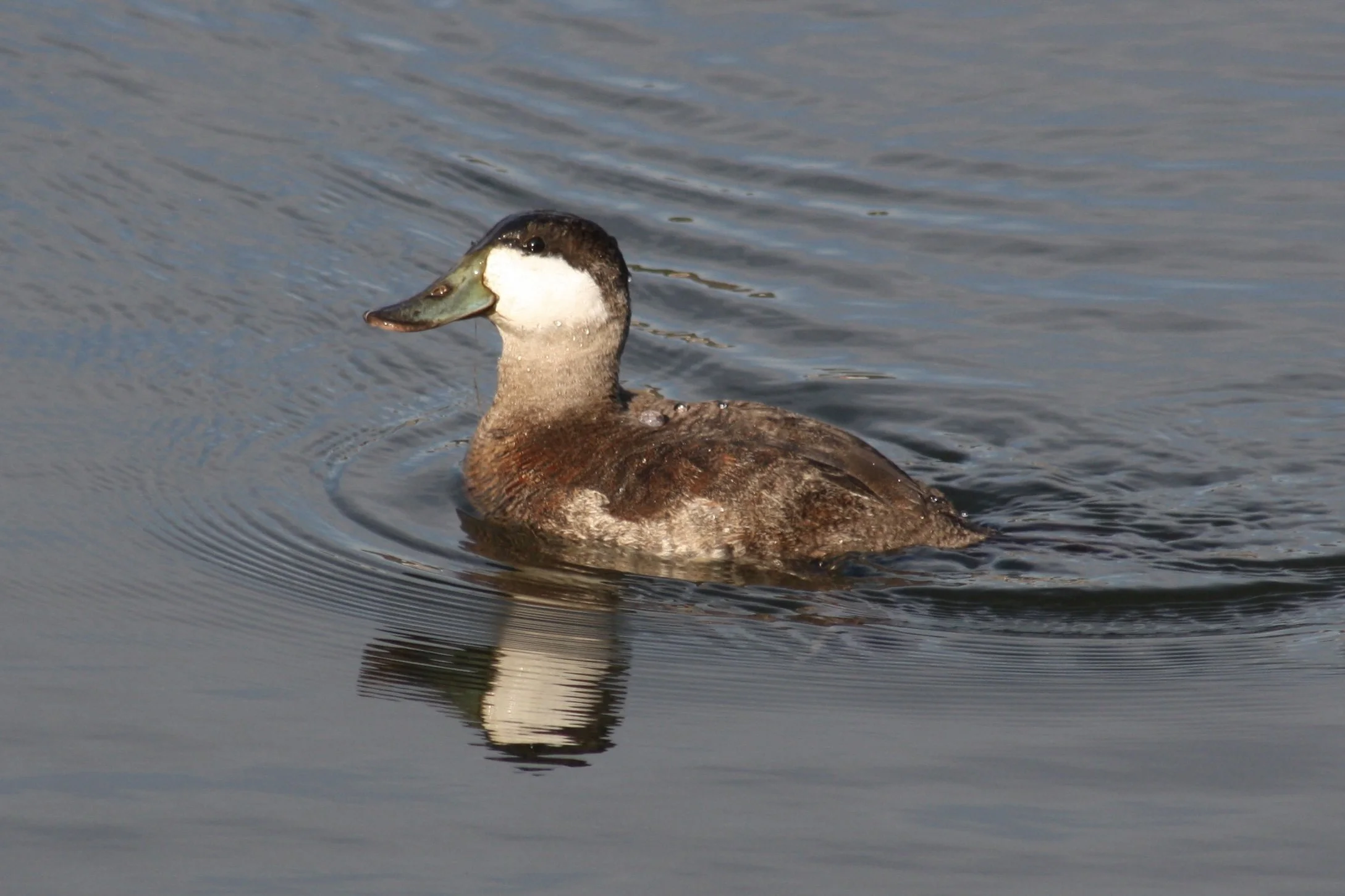 Ruddy Duck, Savannah, GA, 2026.