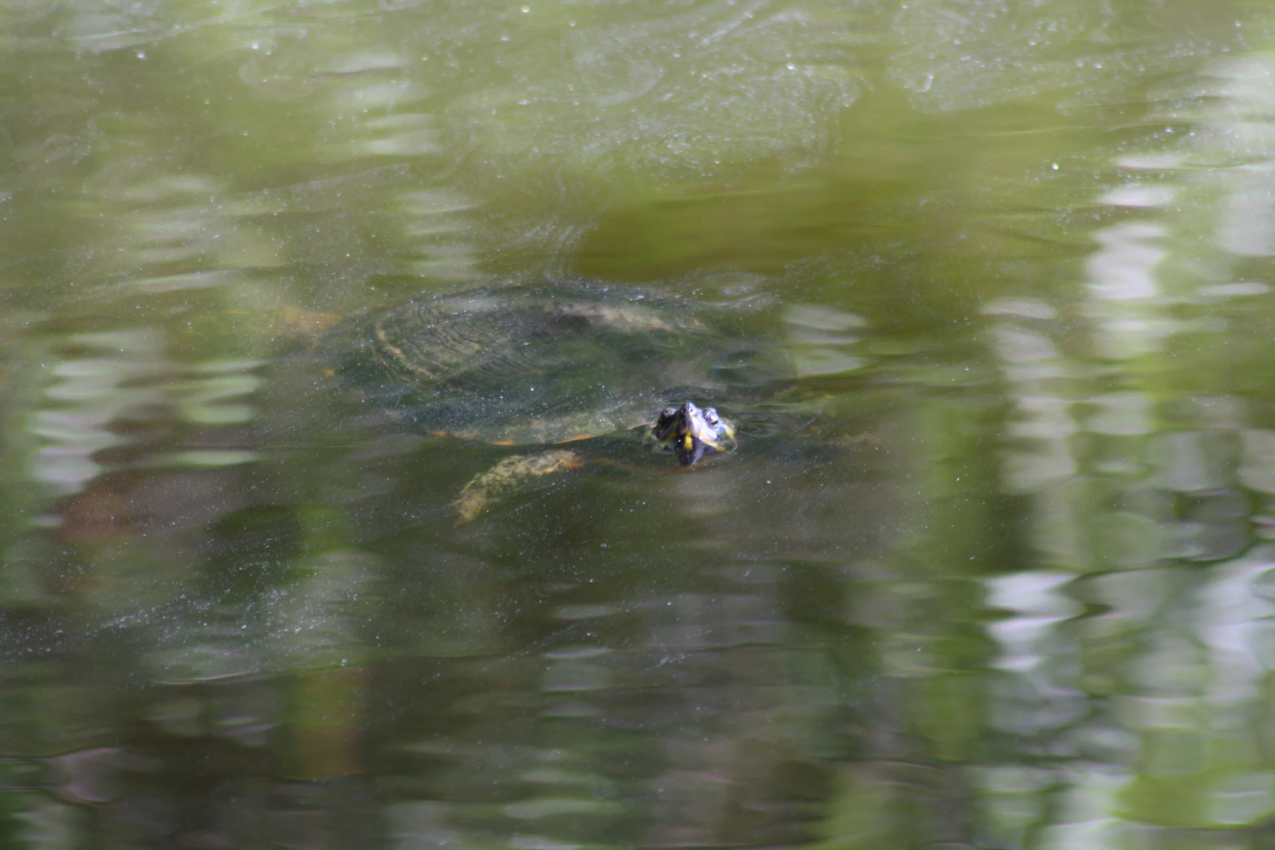 Turtle, Jekyll Island, GA, 2025.