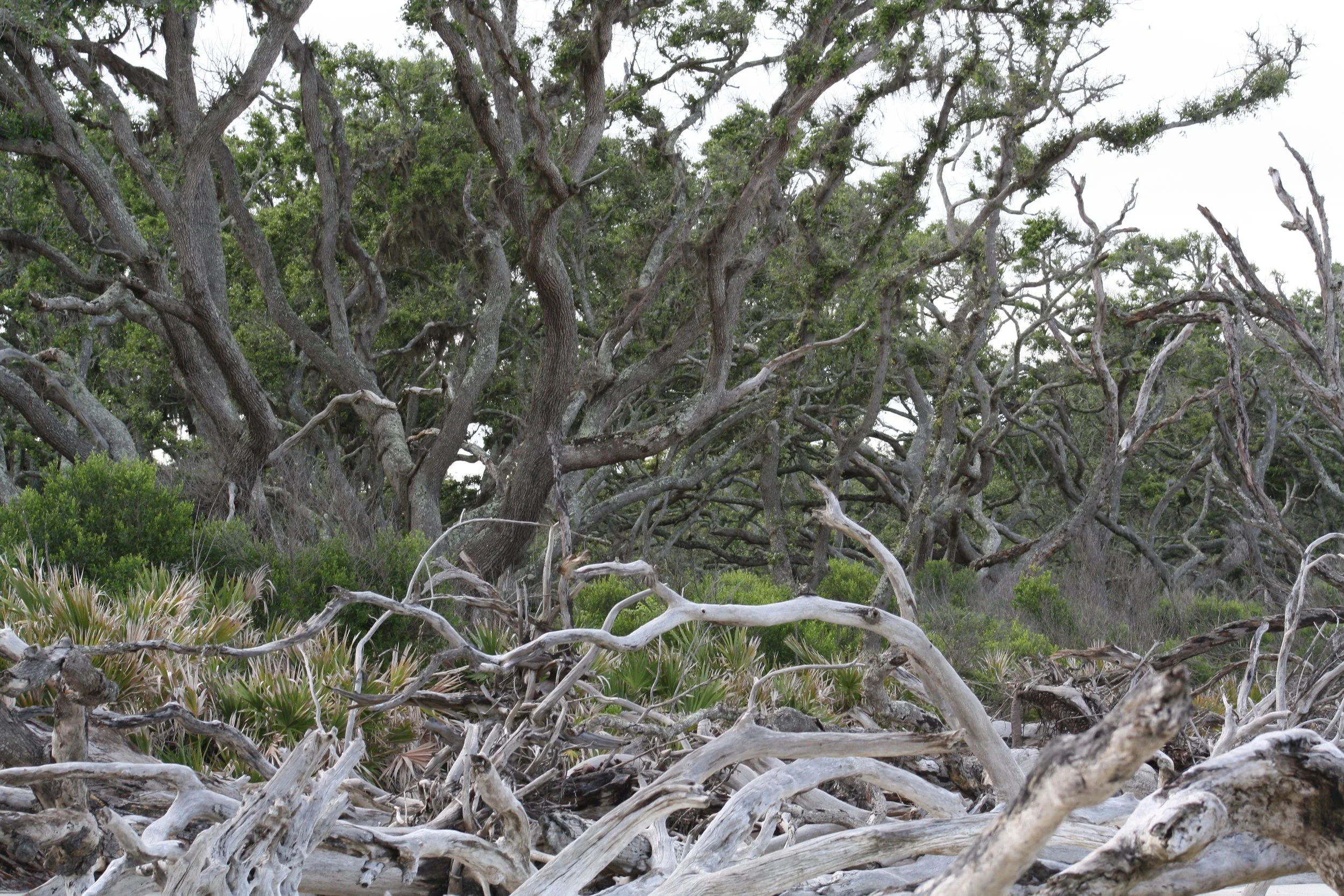 Jekyll Island, GA, 2025.