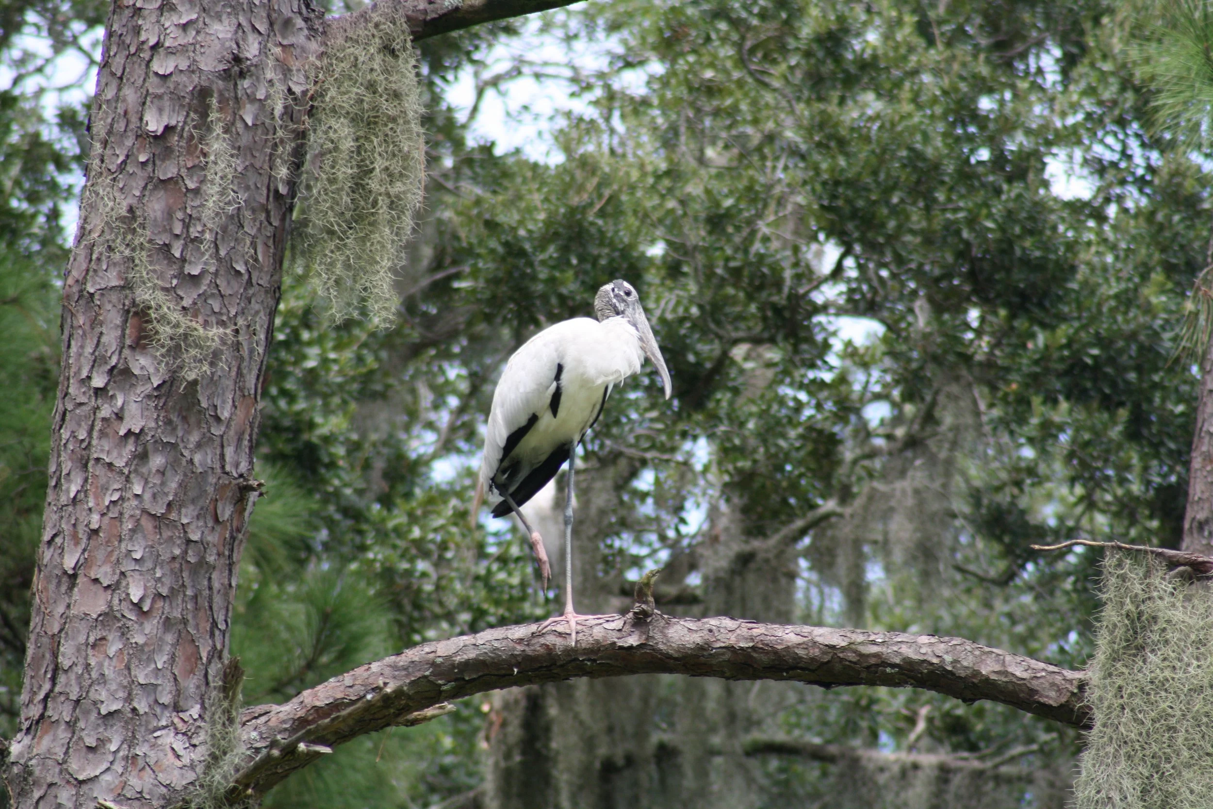 Wood Stork, Skidaway Island, GA, 2025.