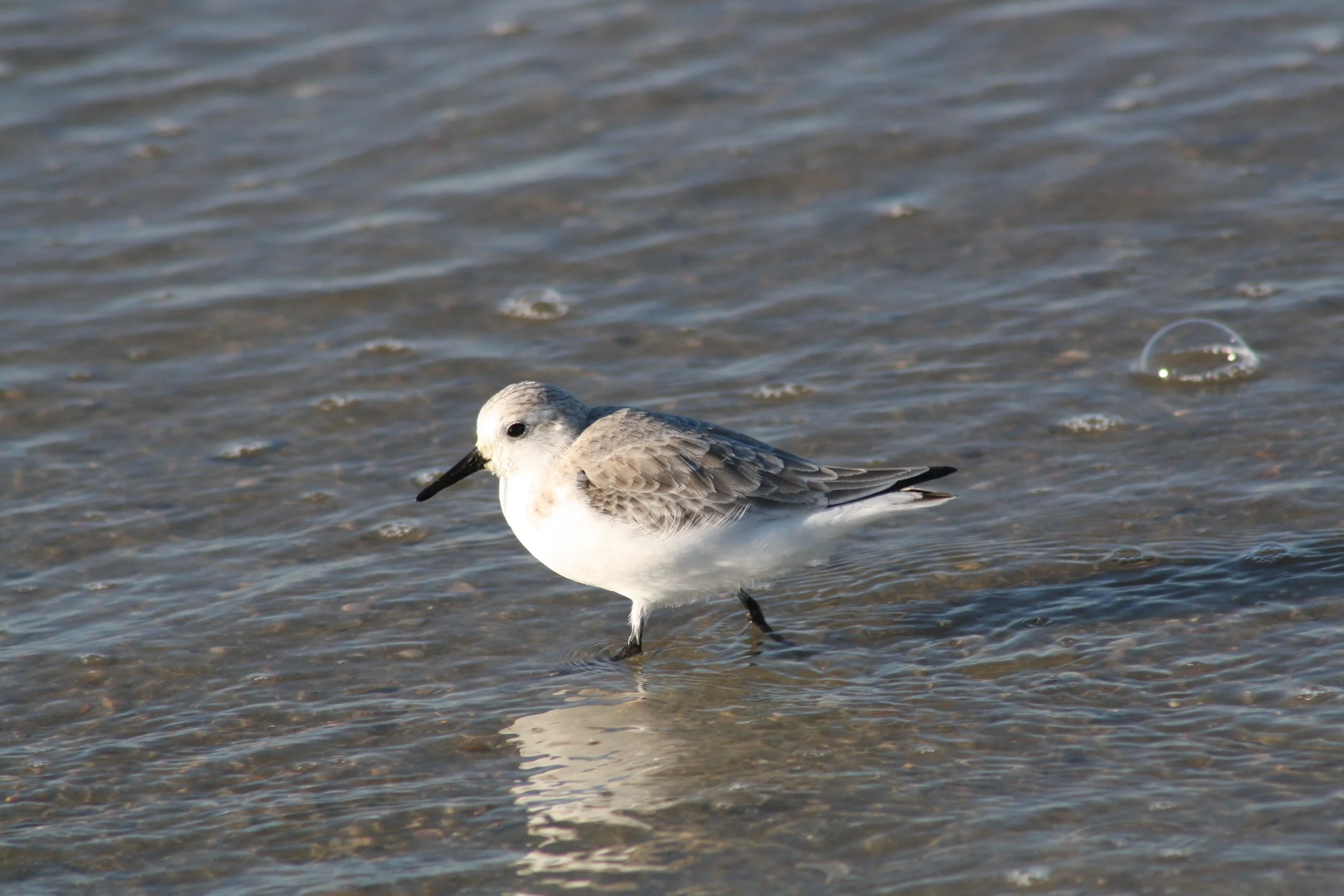 Sanderling, Tybee Island, GA, 2025.