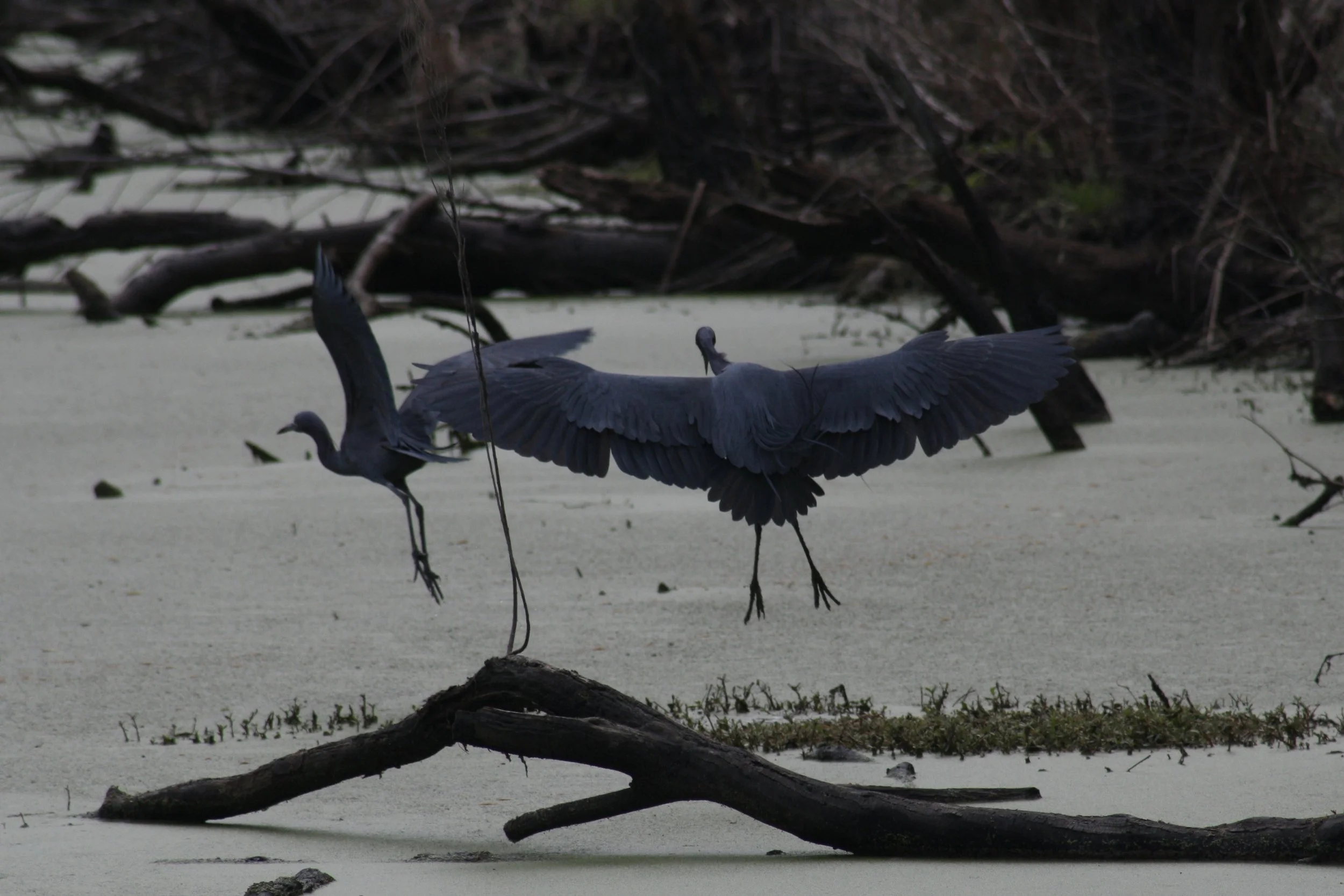 Little Blue Heron, Hilton Head Island, SC, 2026.