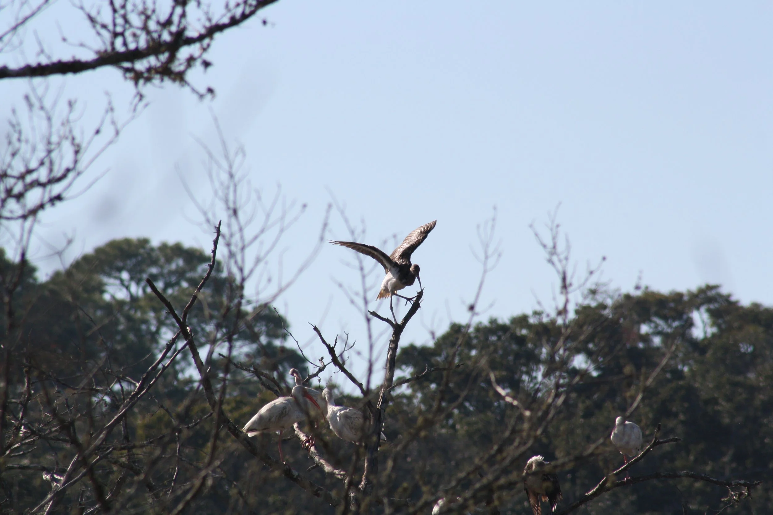 White Ibis, Jekyll Island, GA, 2025.