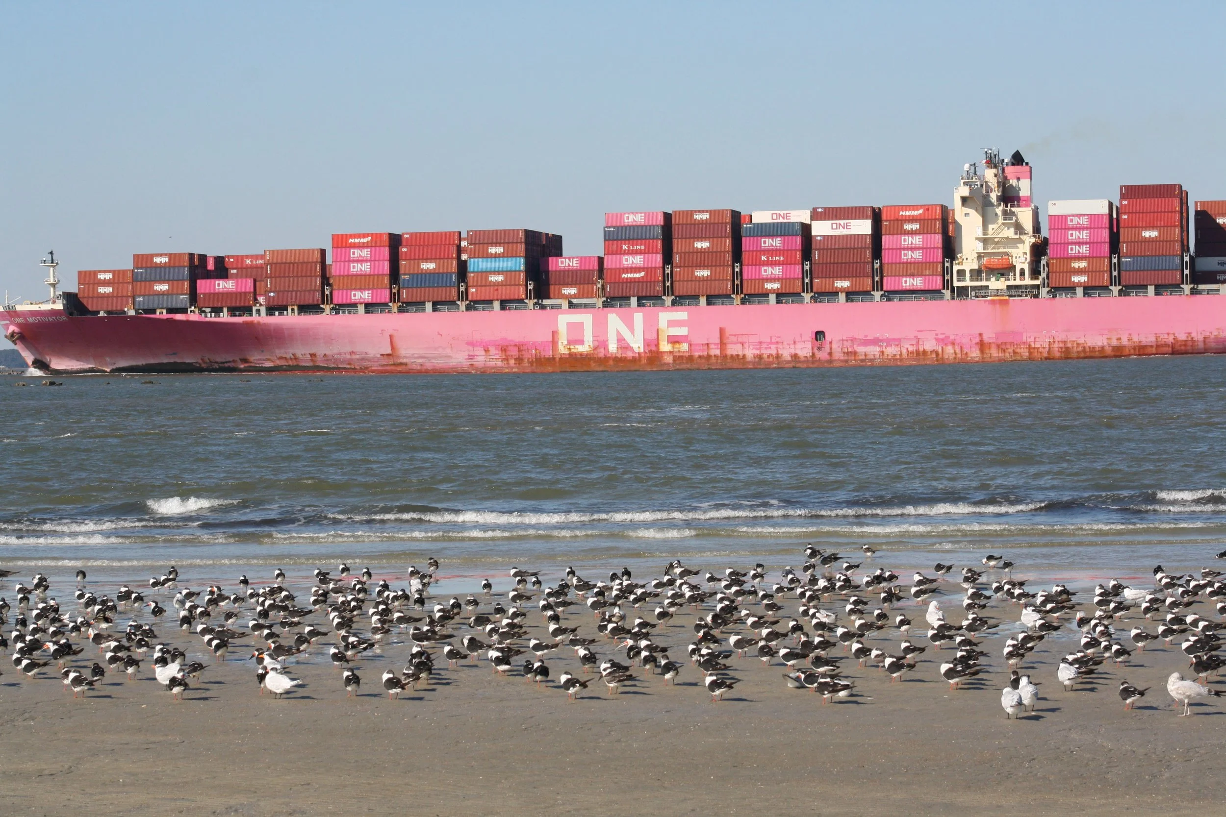 Black Skimmer, Tybee Island, GA, 2025.