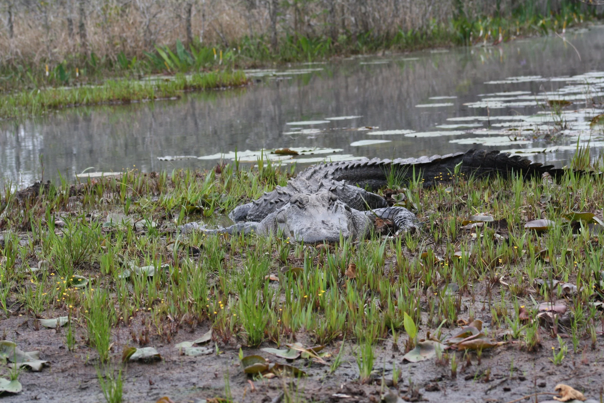 Alligator, Okefenokee Swamp, GA, 2025.