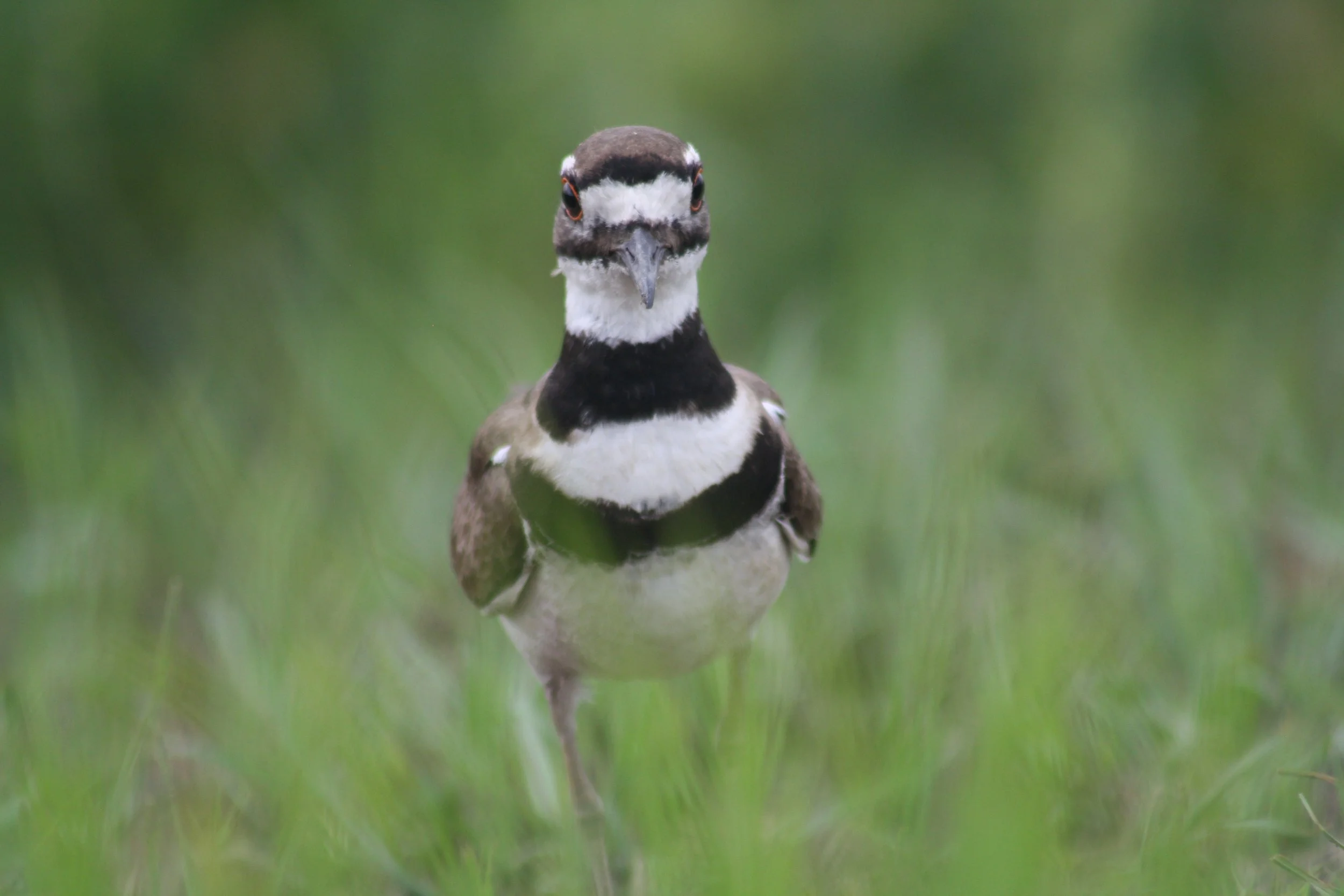 Killdeer, Savannah, GA, 2026.