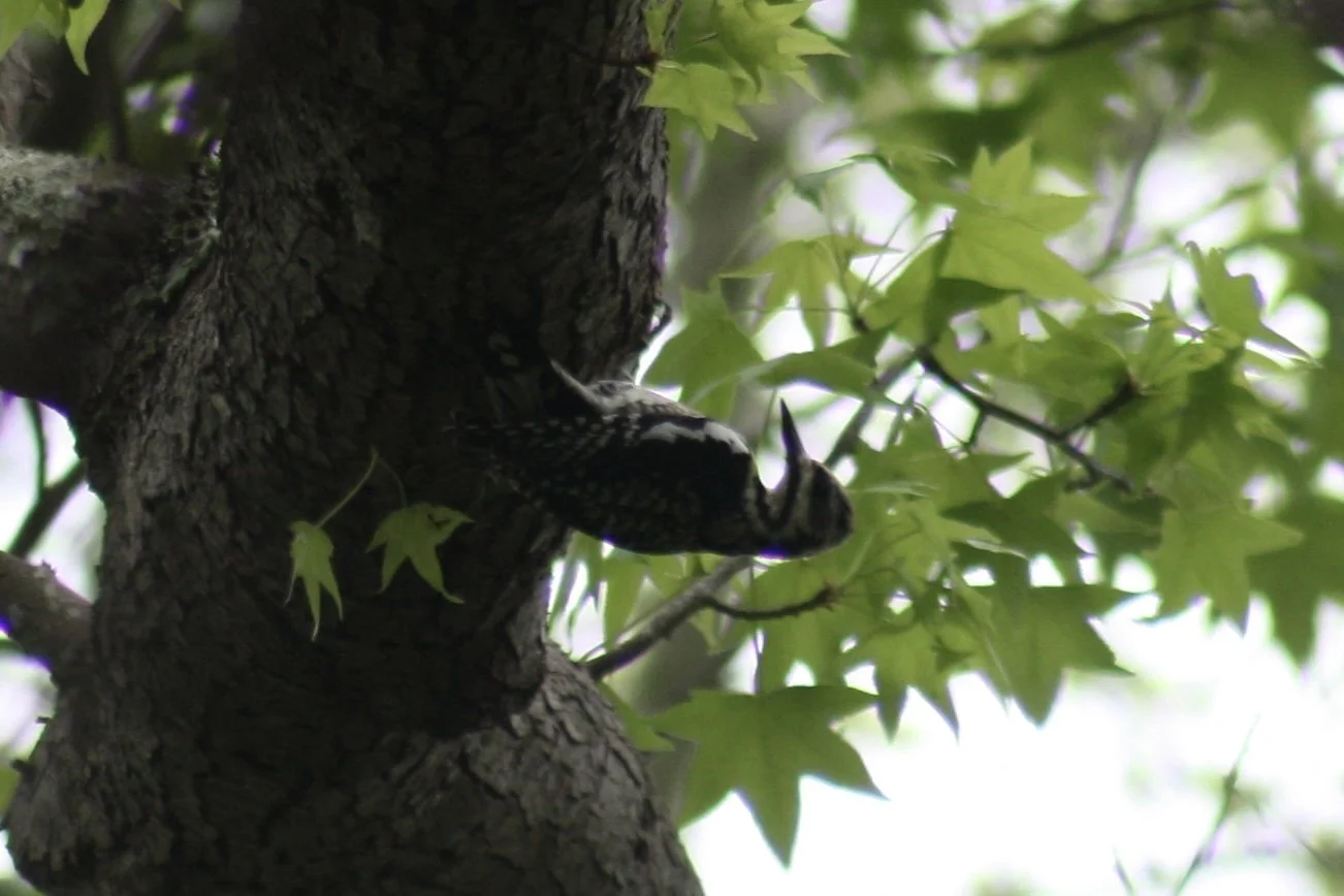Yellow Bellied Sapsucker, Hilton Head Island, SC, 2026.